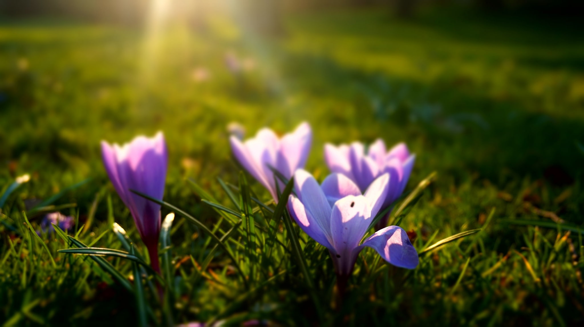 close-up, fragility, plant, vulnerability, flower, spring background desktop, purple, field, freshness, 1080P, iris, beauty in nature, crocus, outdoors, HD Wallpaper
