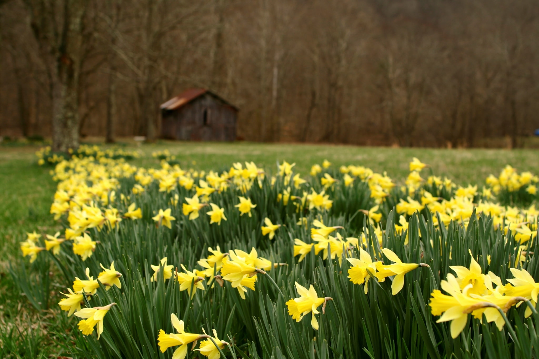 nature, plant, focus on foreground, tree, land, rural scene, flowering plant, outdoors, 1080P, no people, yellow, flower, flowerbed, fragility, freshness, HD Wallpaper