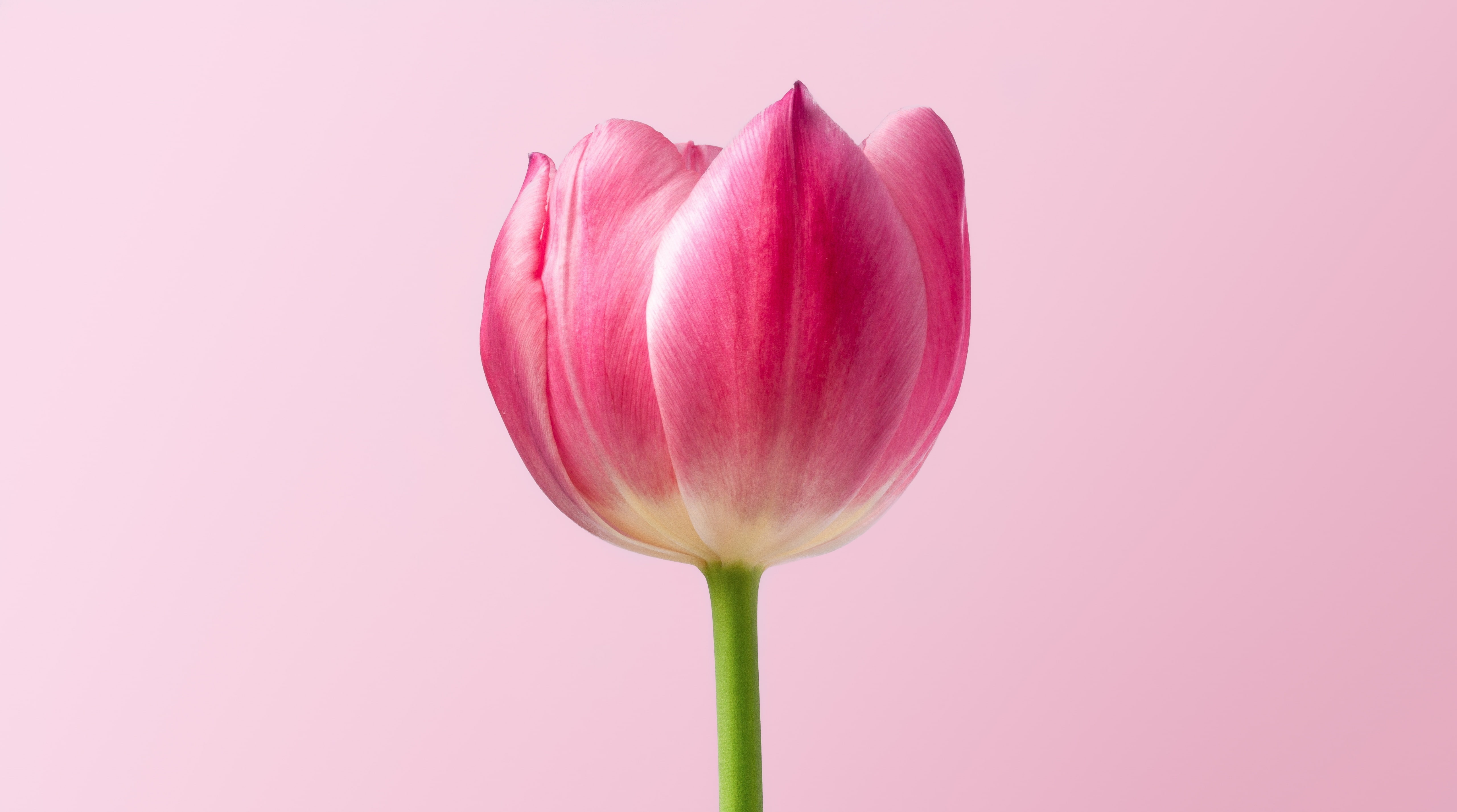 lightpink, Pink, plant, softness, studio shot, Cute, nature, Spring, fragility, purple, Tulip, petal, close-up, indoor, Background, Pastel, 5K, HD Wallpaper