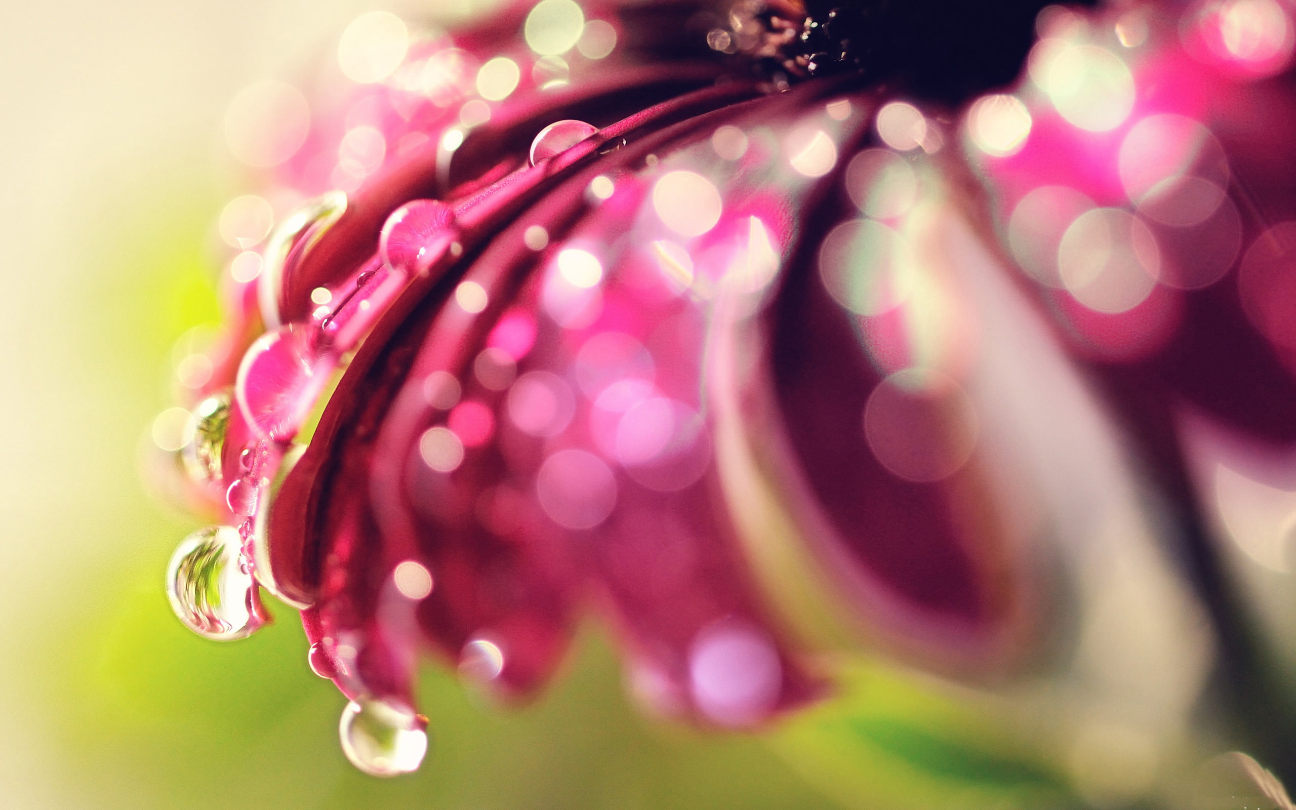 Bokeh, Droplets, 2K, Lily, Purple, HD Wallpaper