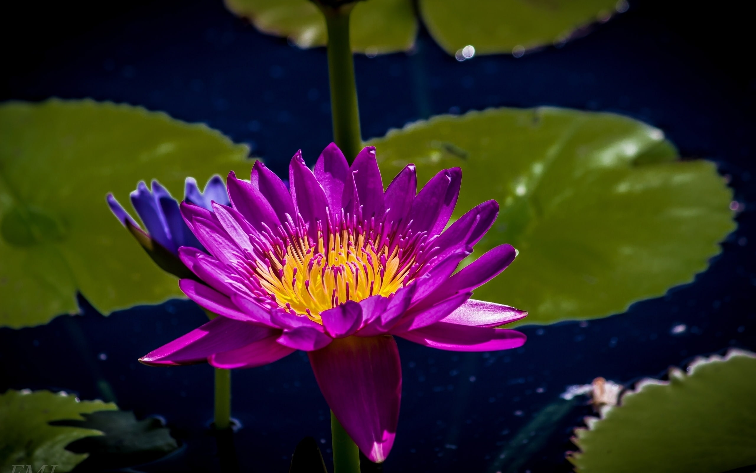 flower, yellow, 2K, purple, water lily, water, lily, HD Wallpaper