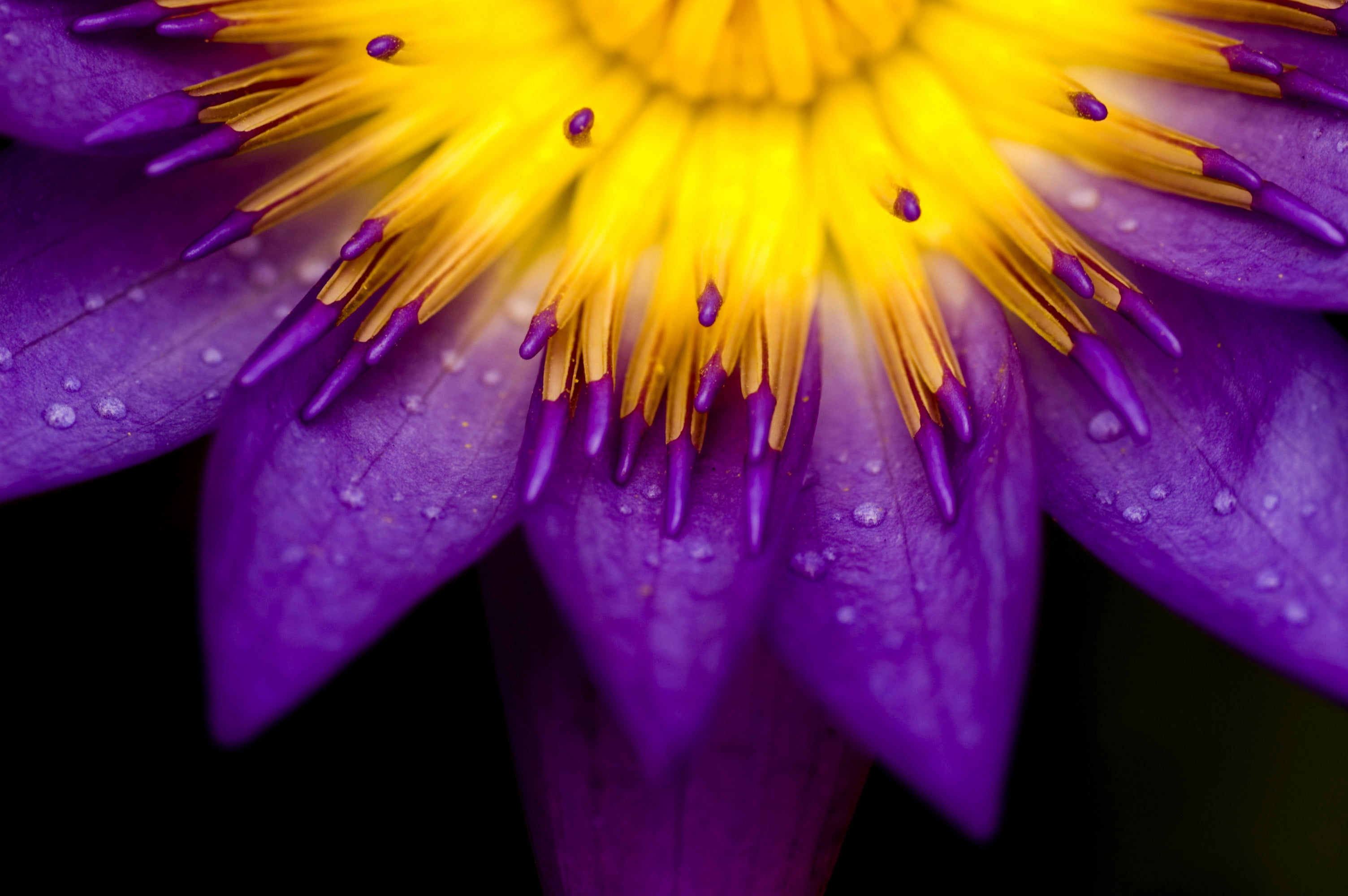 no People, summer, gerbera Daisy, flower, single Flower, petal, water, close-up, plant, lotus Water Lily, flowers macro, outdoors, blossom, 2K, yellow, HD Wallpaper