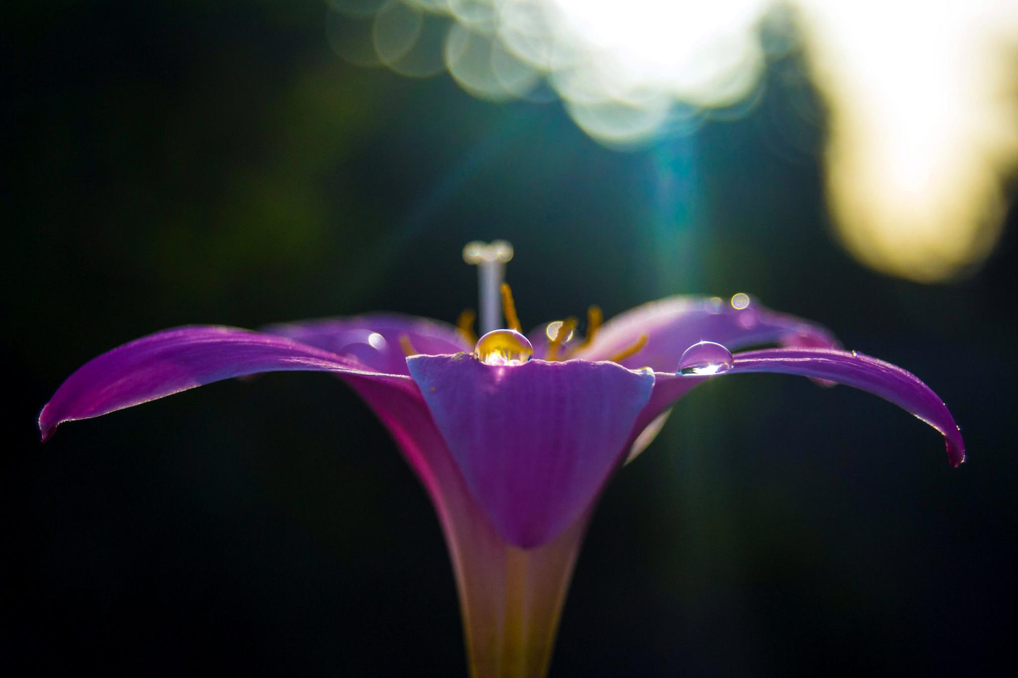 nature, nature and landscapes, lily, purple, light, 1080P, flower, HD Wallpaper
