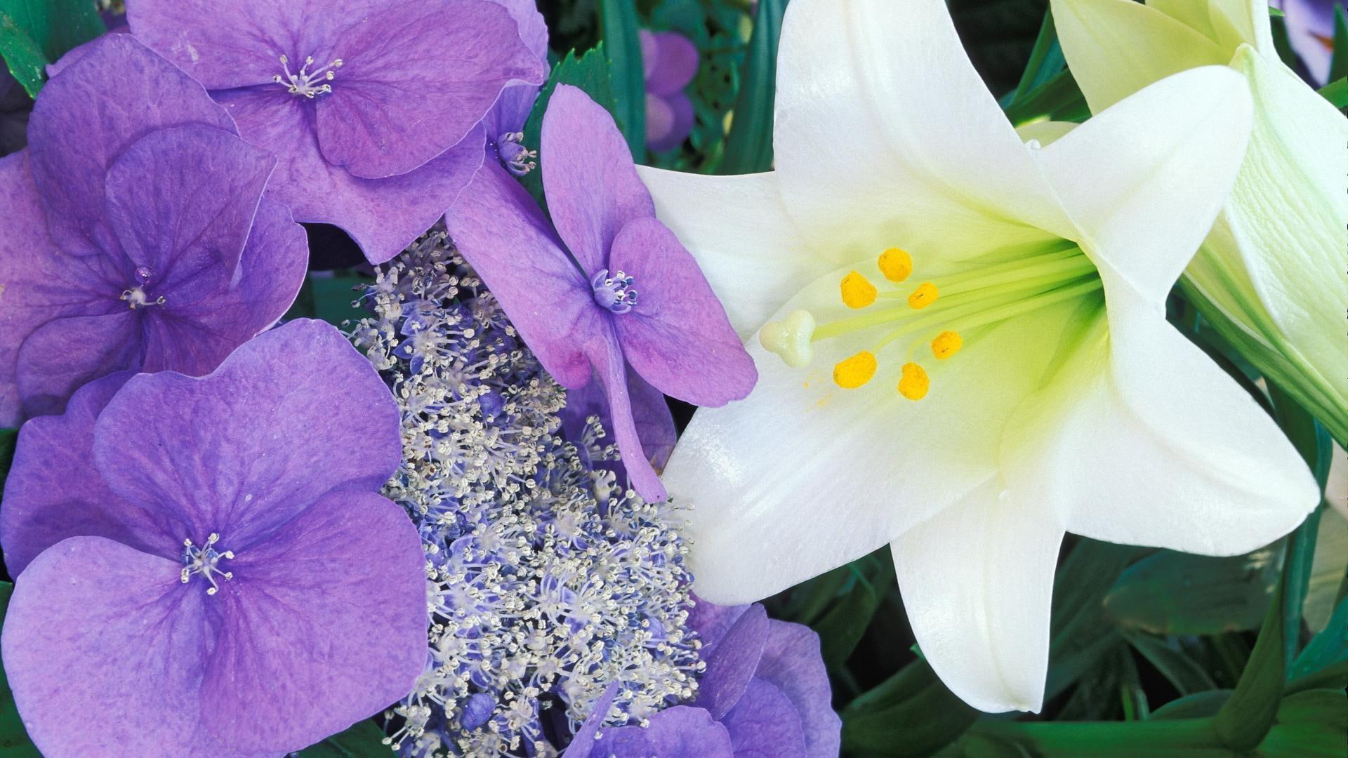 lily, petaled, white, hydrangea, bouquet, 1080P, flowers, purple, 1920x1080, HD Wallpaper