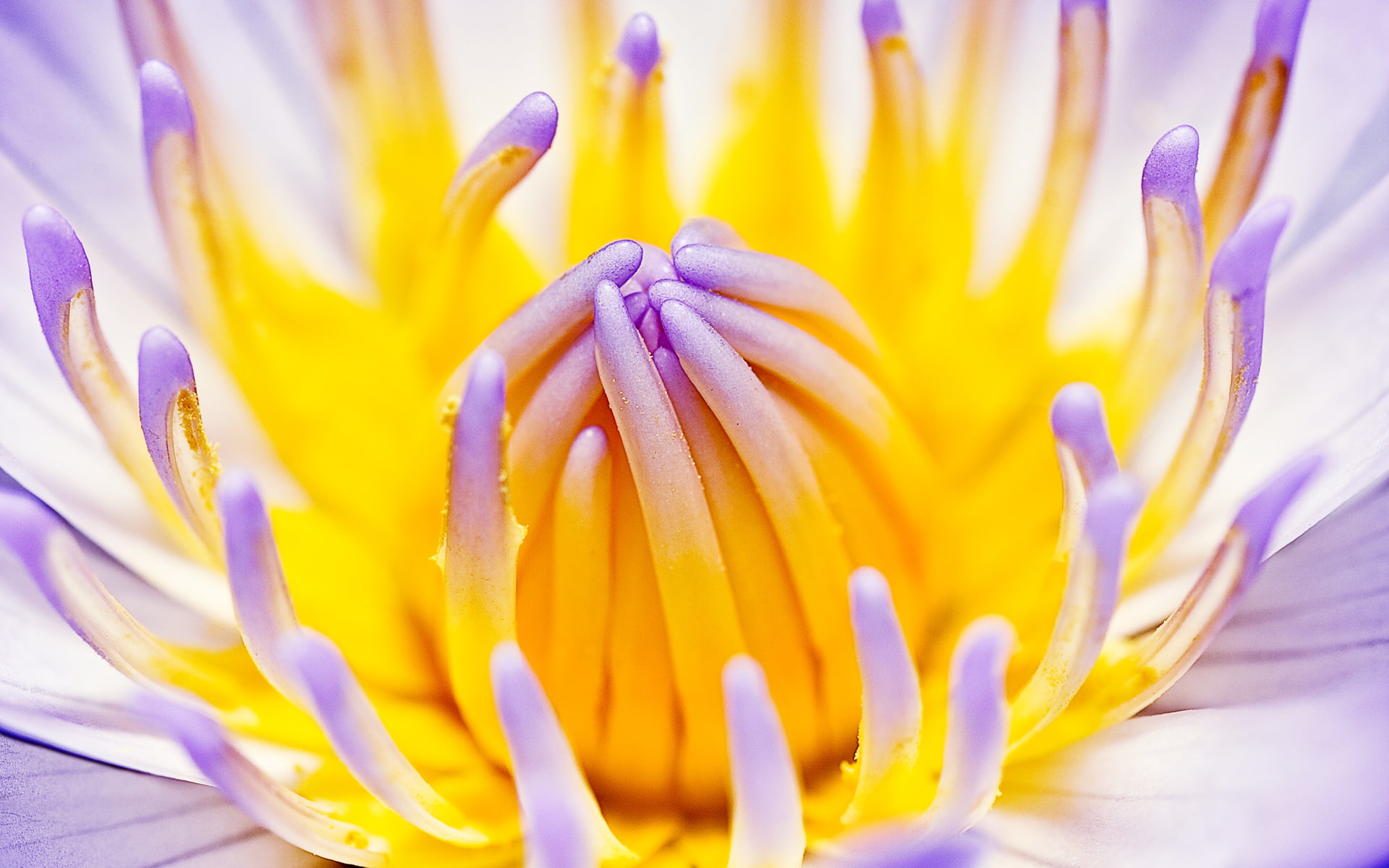 lily, hd, water, purple, flowers, 1080P, HD Wallpaper