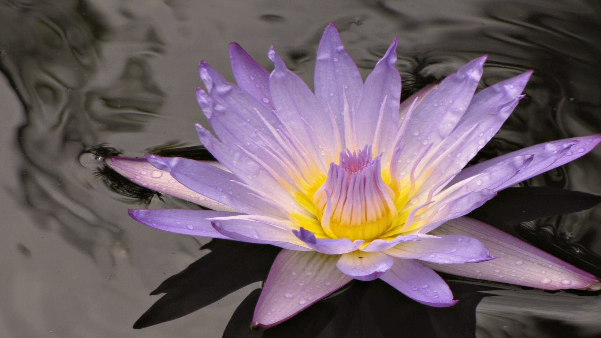 no people, macro, purple, freshness, water, close-up, floating on water, vulnerability, petal, 1080P, leaf, beauty in nature, water lilies, flowering plant, HD Wallpaper