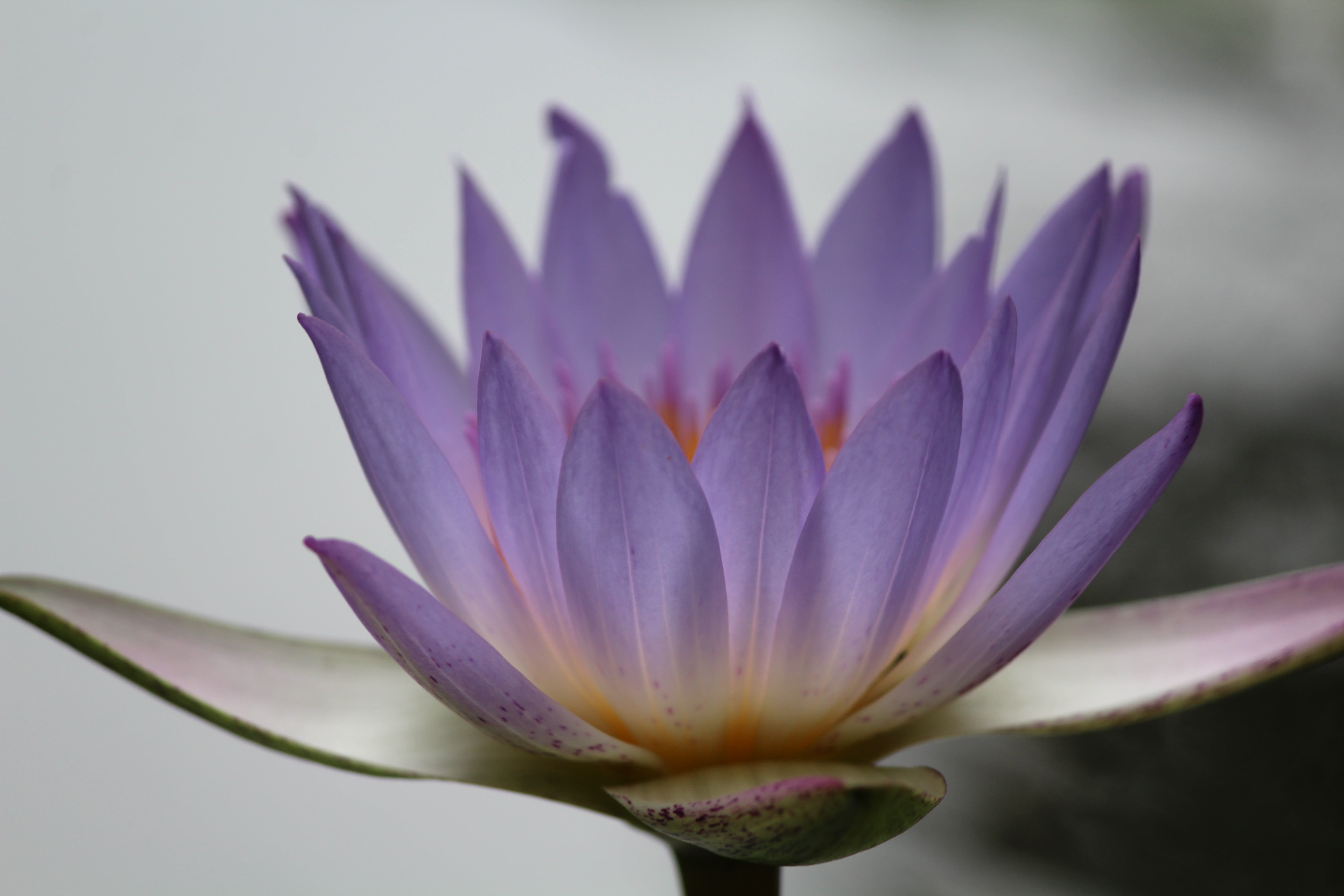 beauty in nature, flower head, lotus water lily, inflorescence, flower, vulnerability, fragility, purple, water lily, plant, flowers, freshness, nature, HD Wallpaper