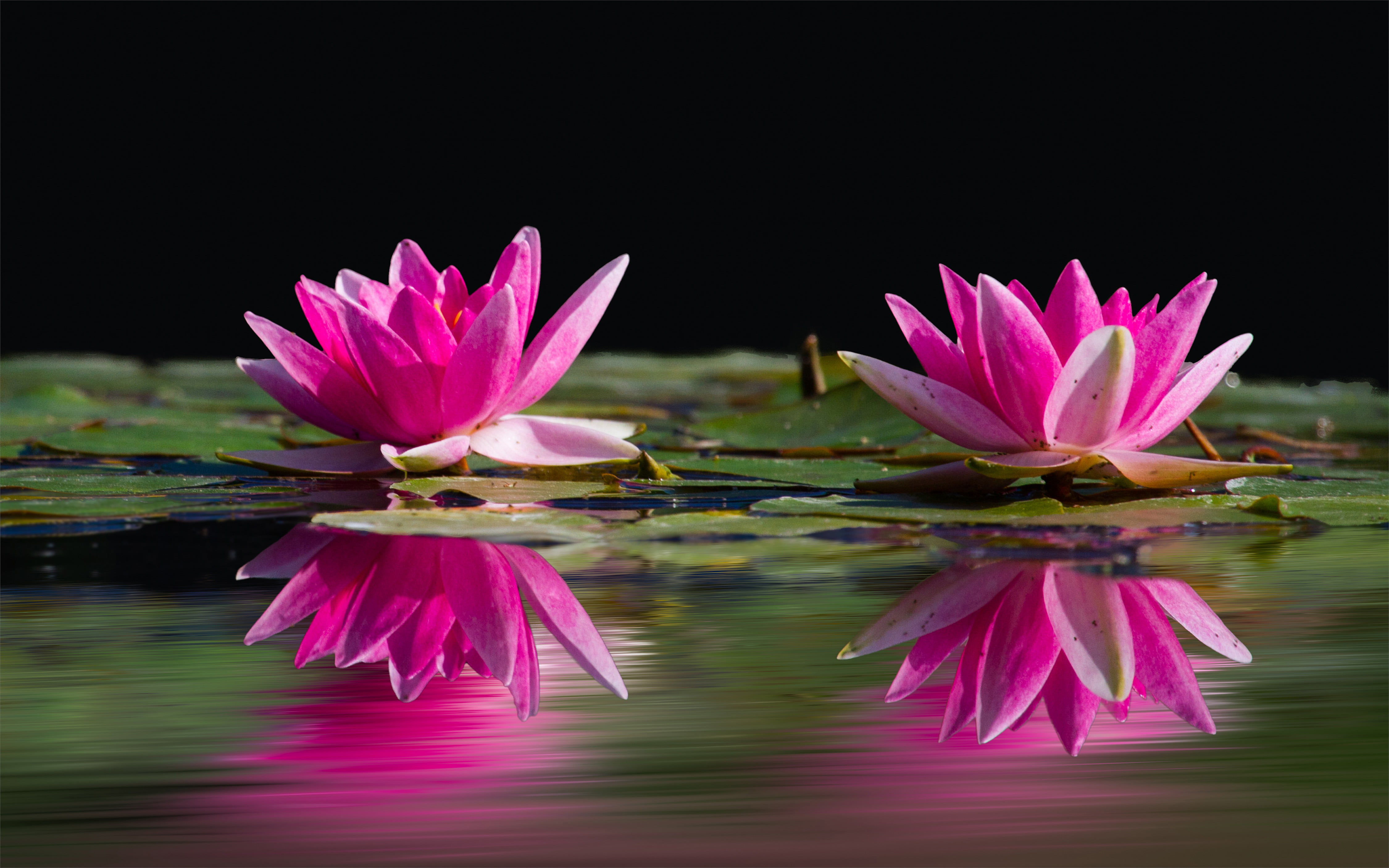 water, close-up, lotus water lily, inflorescence, no people, vulnerability, floating on water, hd, lake, water lily, plant, flower, 4K, petal, flower head, HD Wallpaper