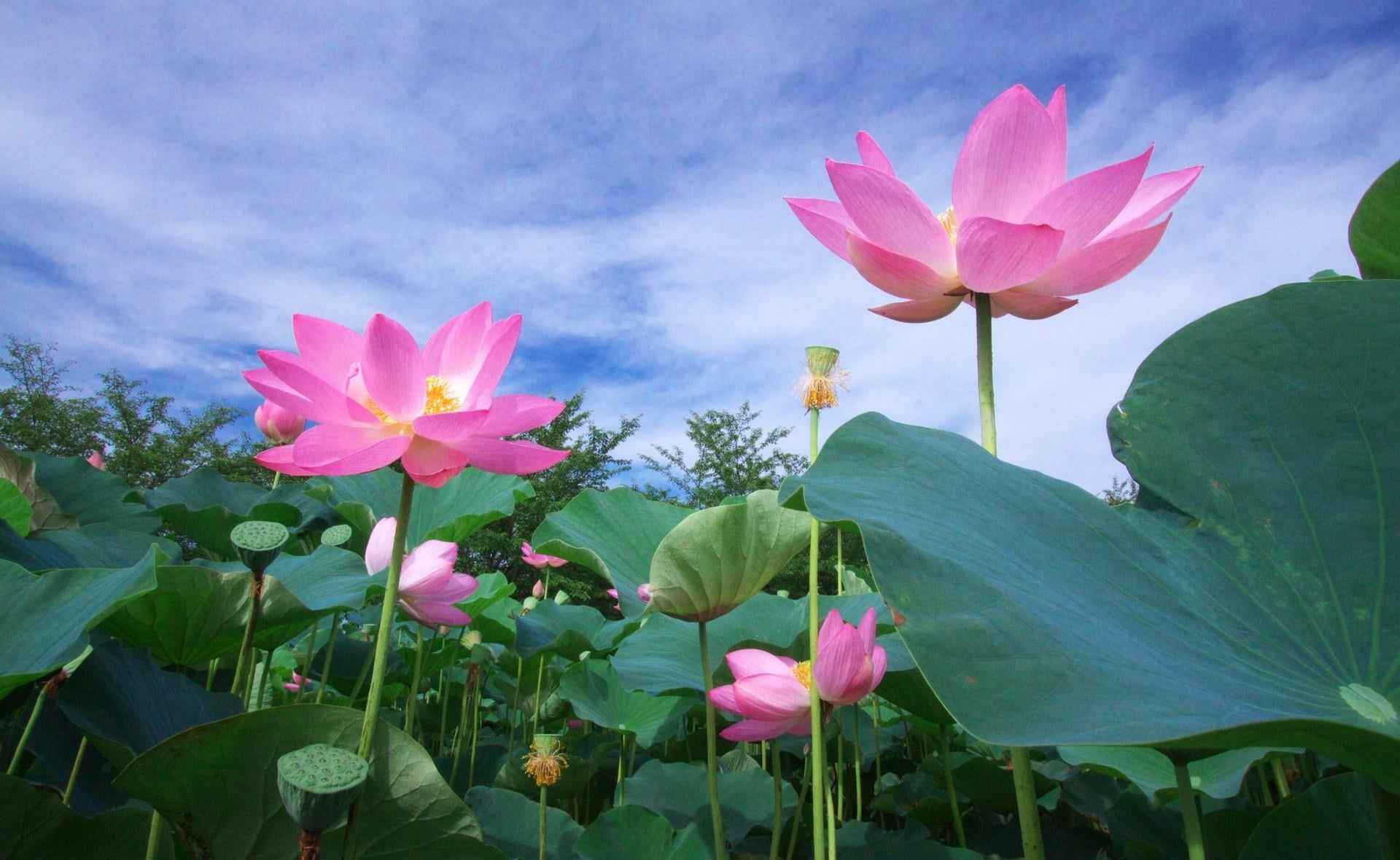 blossom, springtime, lotus, plant part, flowering plant, multi Colored, petal, vulnerability, plant, foliage, leaf, nature, beauty In Nature, lily, freshness, HD Wallpaper