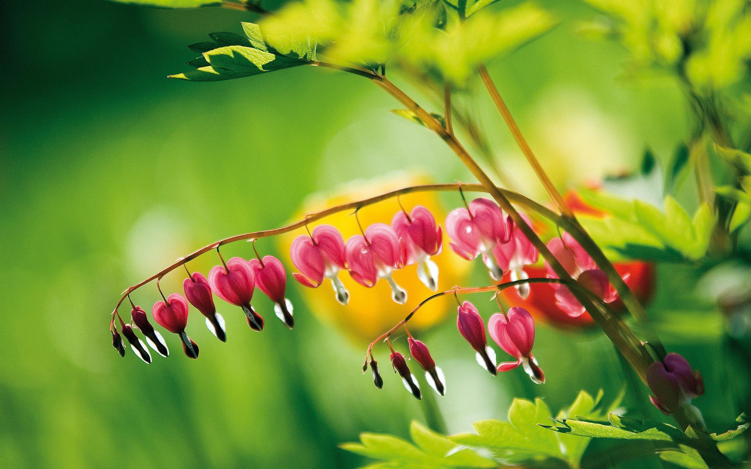 nice, bell, 3d and abstract, pink, nature, flower, 2K, funny, HD Wallpaper