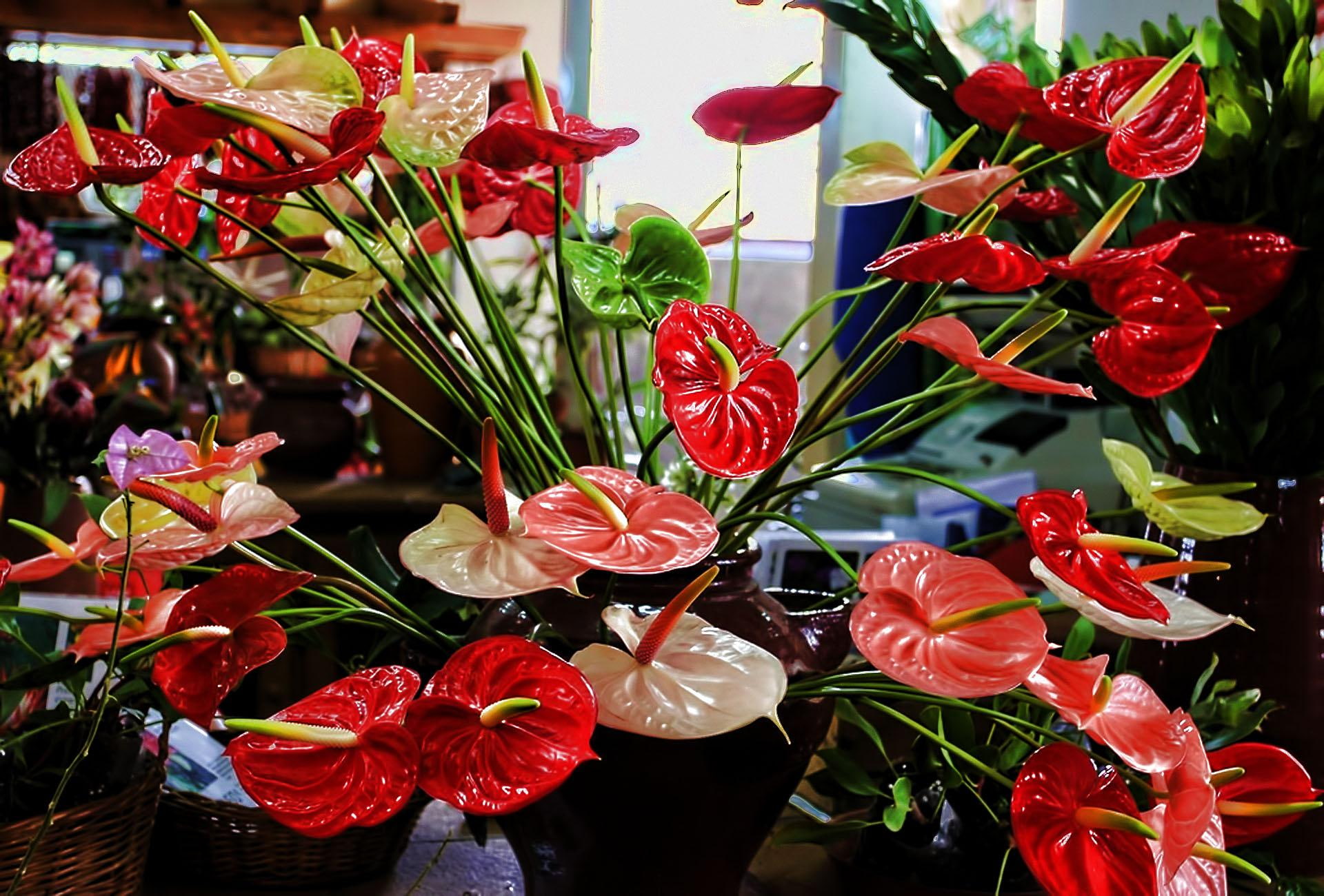 blessing, anthurium, friendship, red, caring, 1080P, flower, bouquet, 3d and abstract, beauty, loving, lasting, HD Wallpaper