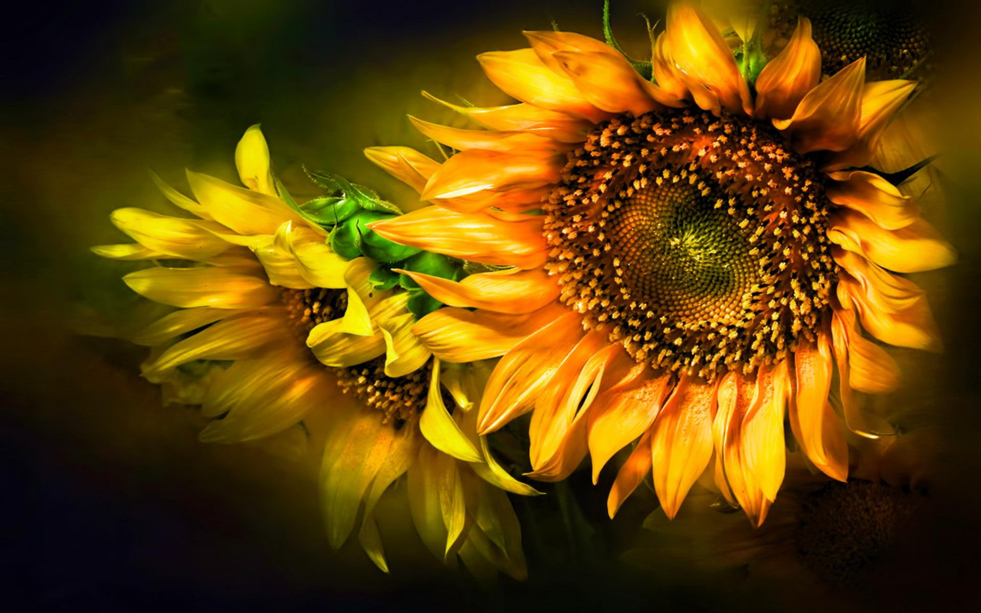 1080P, caring, flower, friendship, 3d and abstract, lasting, loving, beauty, blessing, HD Wallpaper