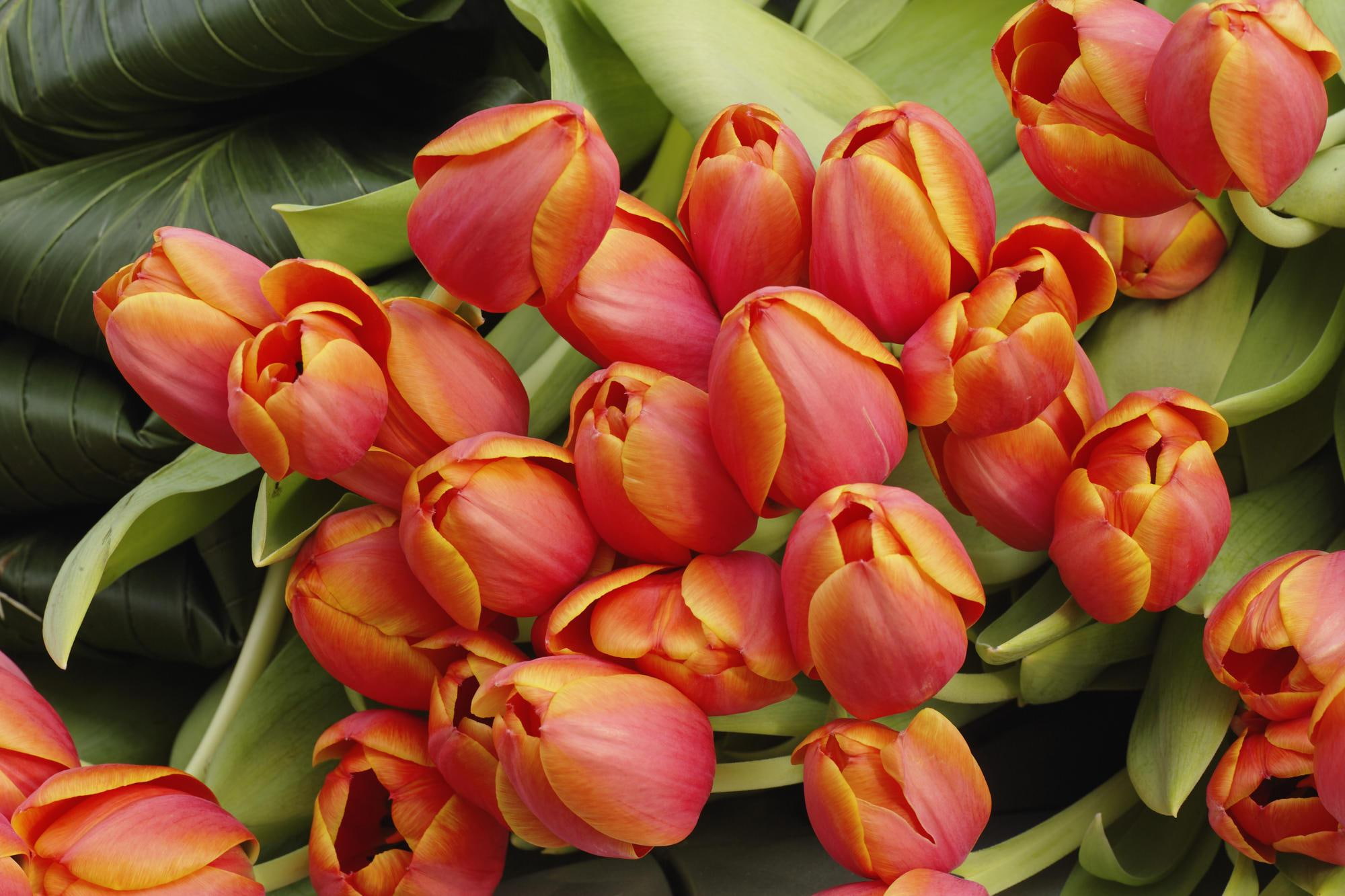 tulip, orange, tulips, spring, arrangement, 1080P, flowers, nice, 3d and abstract, HD Wallpaper