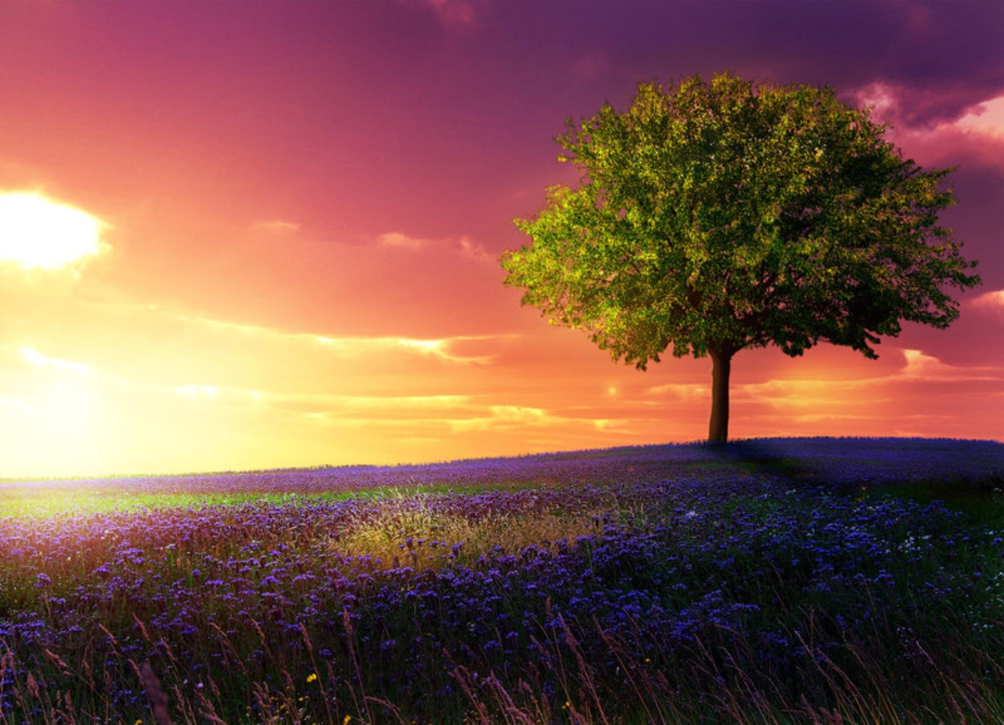 3d and abstract, tree, flowers, nice, pretty, field, birth, lavenger, lovely, spring, 1080P, HD Wallpaper