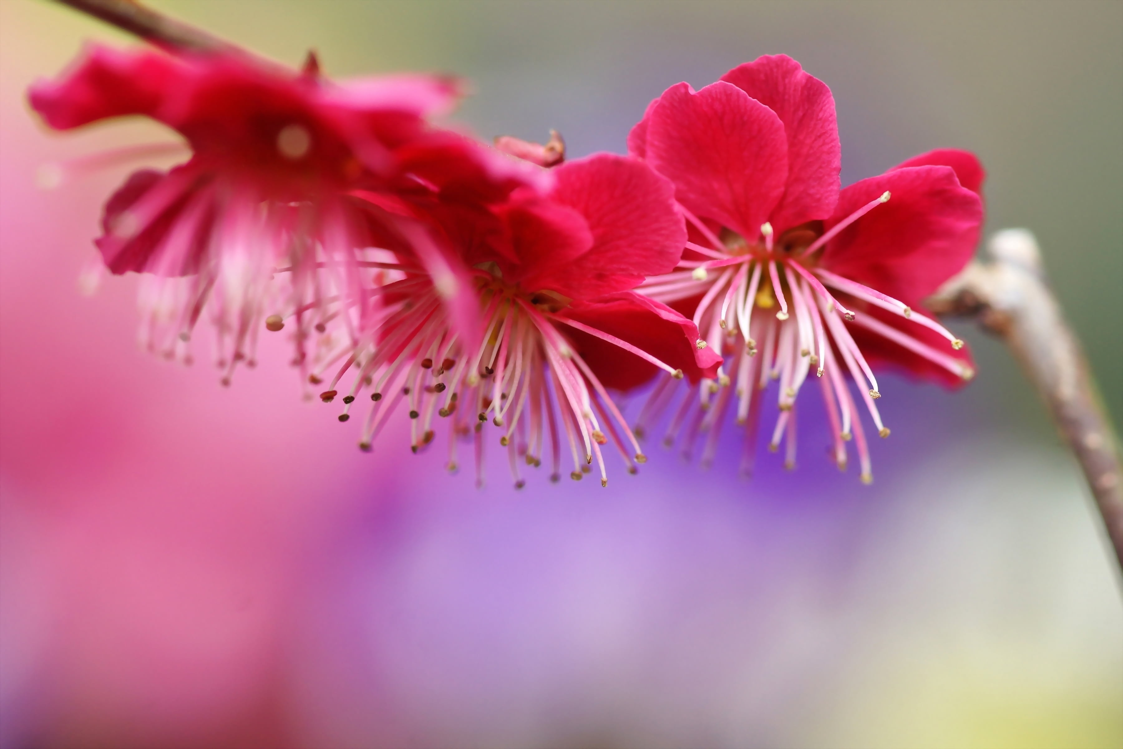 blossom, blossoming, red, fragility, pink, color Image, vulnerability, tree, flowering plant, pollen, inflorescence, spring, petal, stamen, cherry, summer, HD Wallpaper