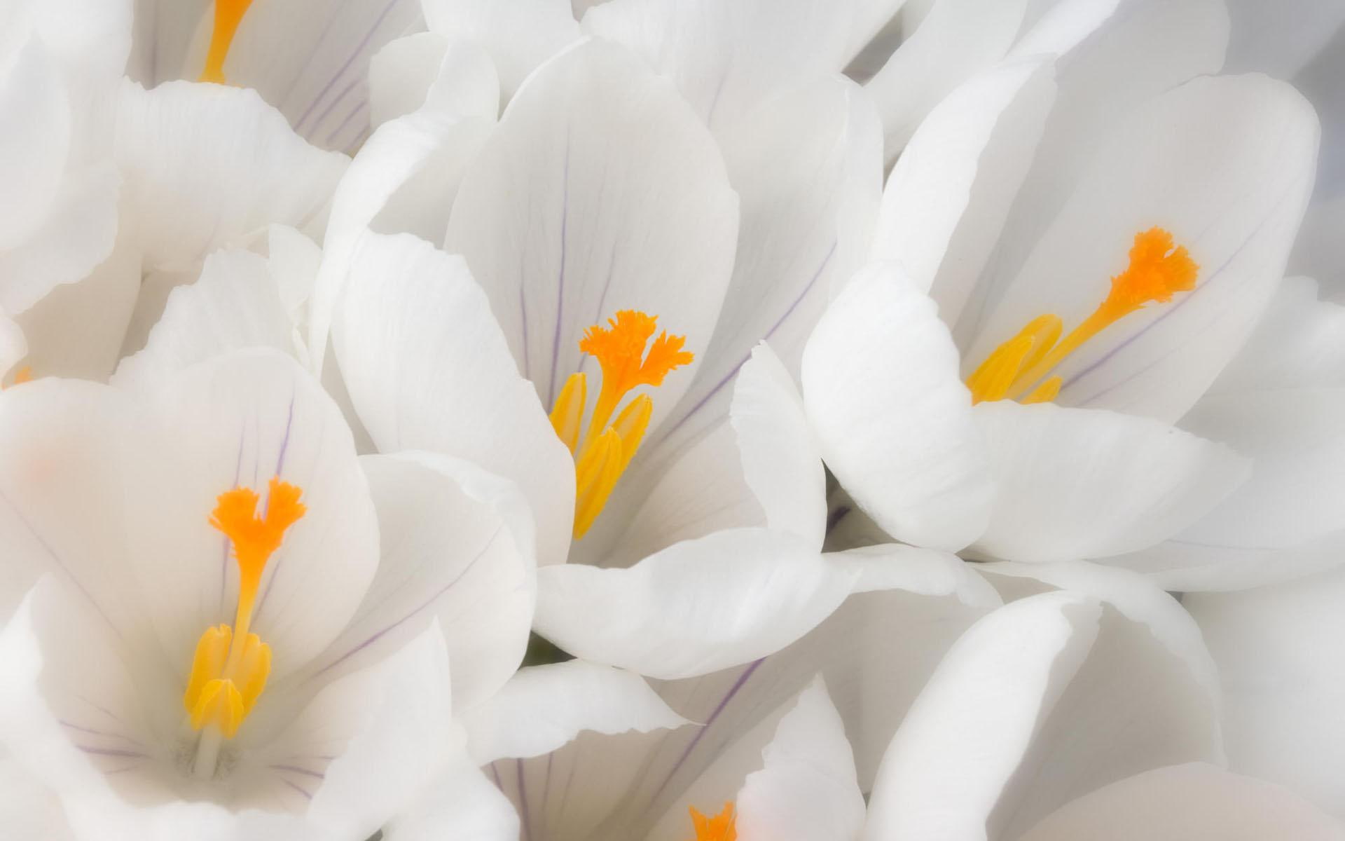 white, 3d and abstract, flowers, pretty, pure, 1080P, HD Wallpaper