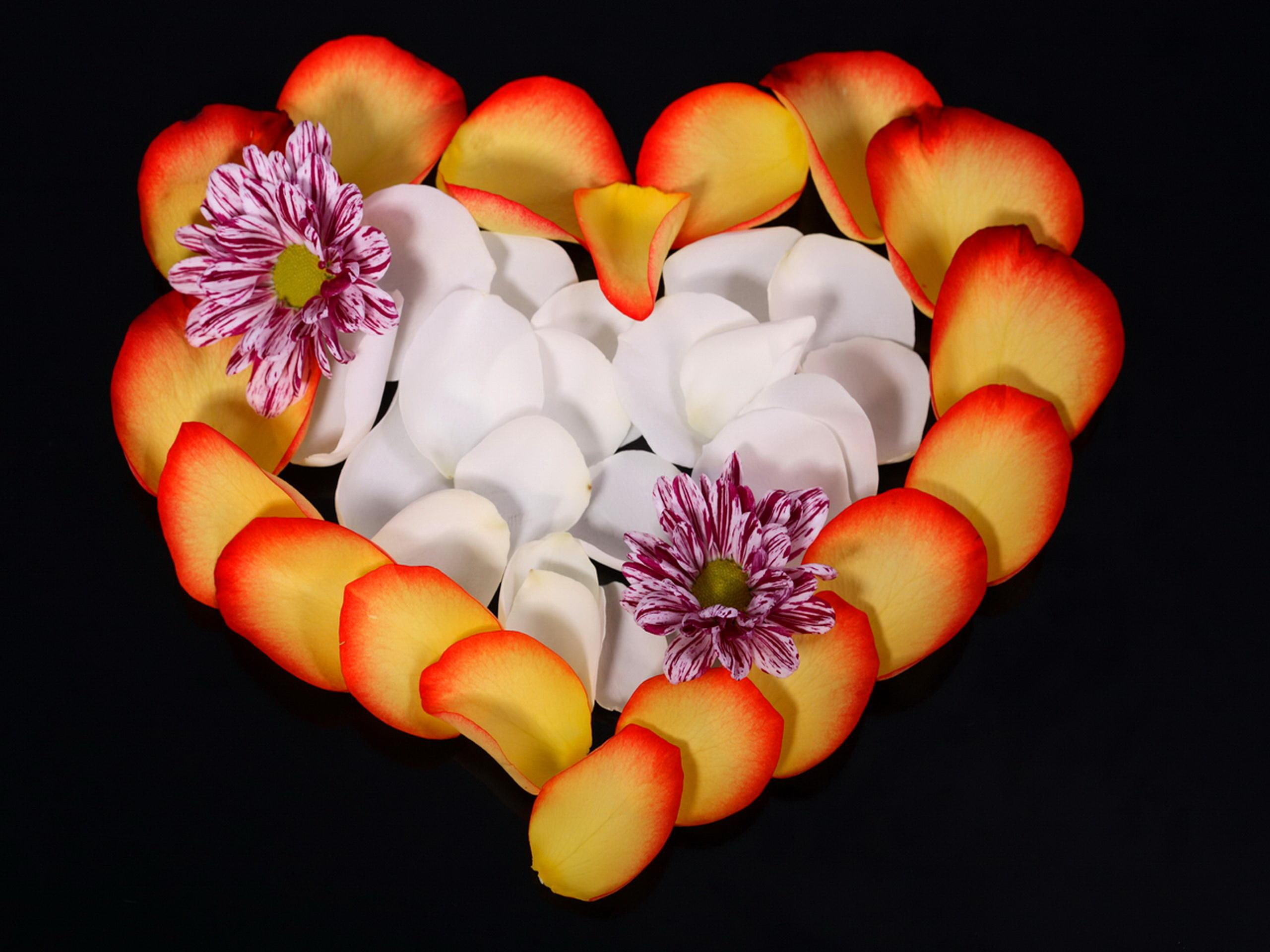 petals, delicate, 2K, 3d and abstract, floral, nice, lovely, love, colorful, flowers, pretty, heart, HD Wallpaper
