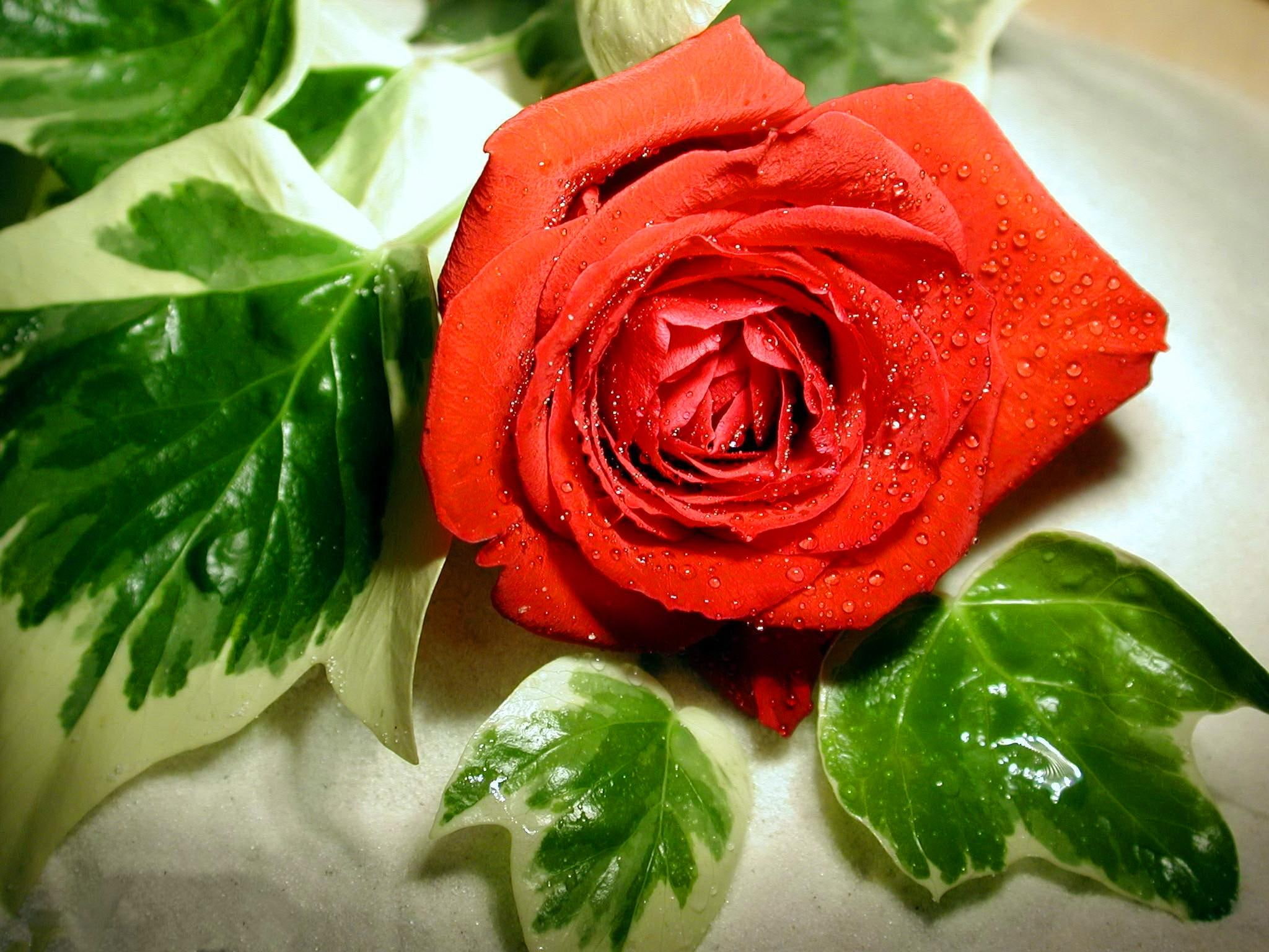 lovely, 1080P, beautiful, rose, lonely, nice, pretty, flower, red, 3d and abstract, HD Wallpaper