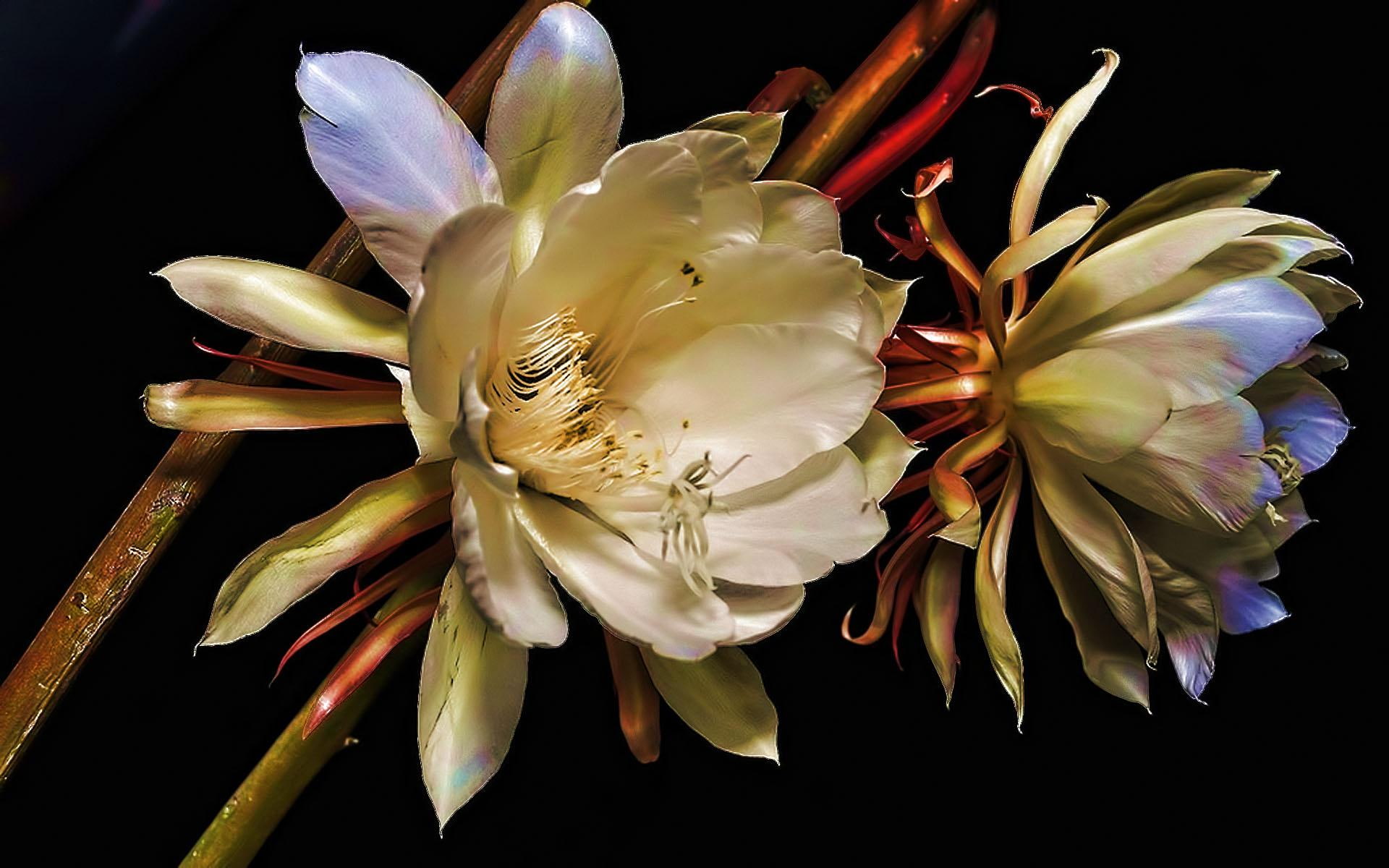 loving, beauty, blessing, friendship, 3d and abstract, caring, lasting, flower, 1080P, HD Wallpaper