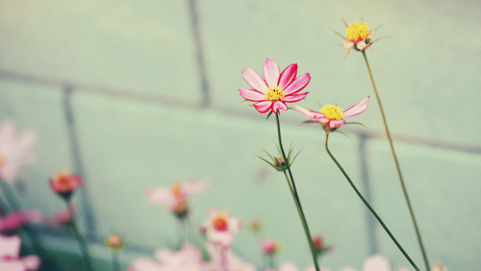 nice, 1080P, cool, nature, 3d and abstract, beautiful, amazing, flowers, flower, HD Wallpaper