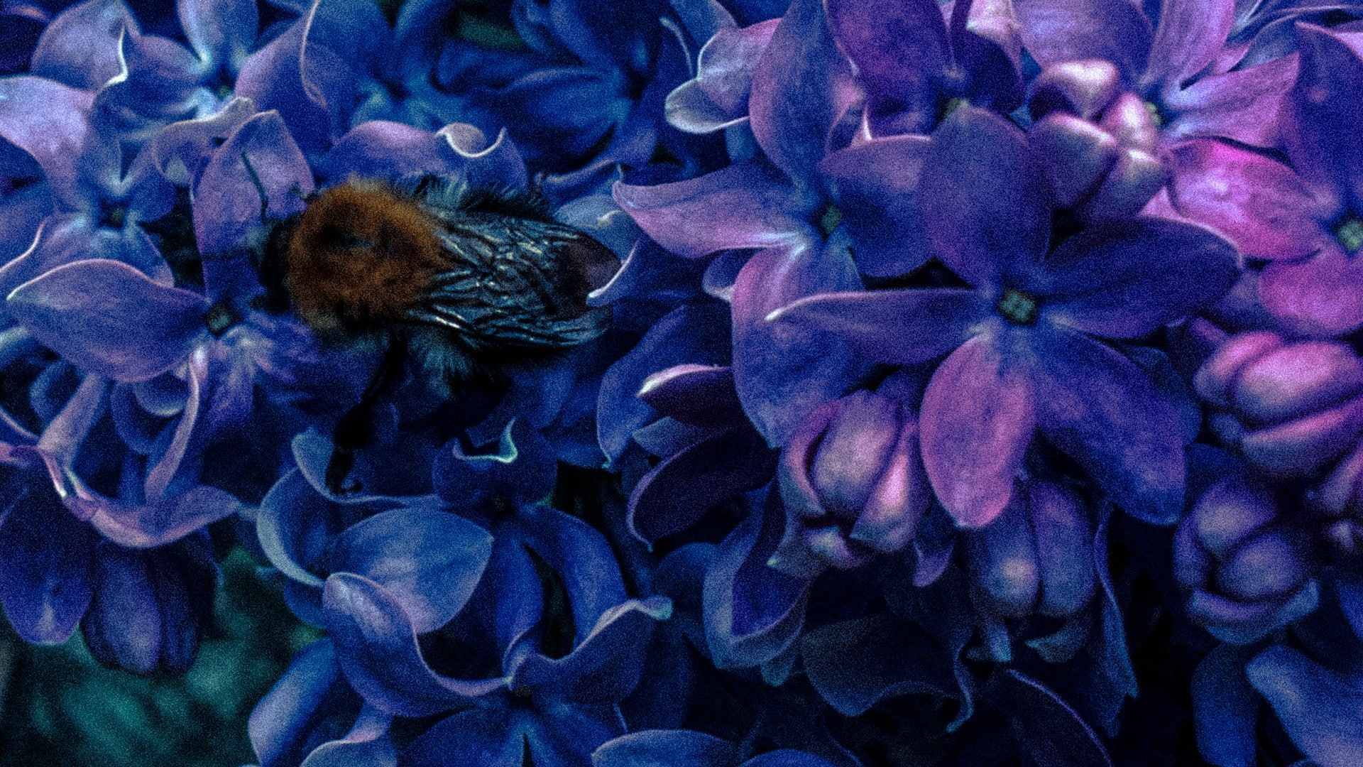 plant, purple, close-up, animal themes, no people, inflorescence, purple flowers, beauty in nature, flowering plant, flower, animal wildlife, freshness, HD Wallpaper