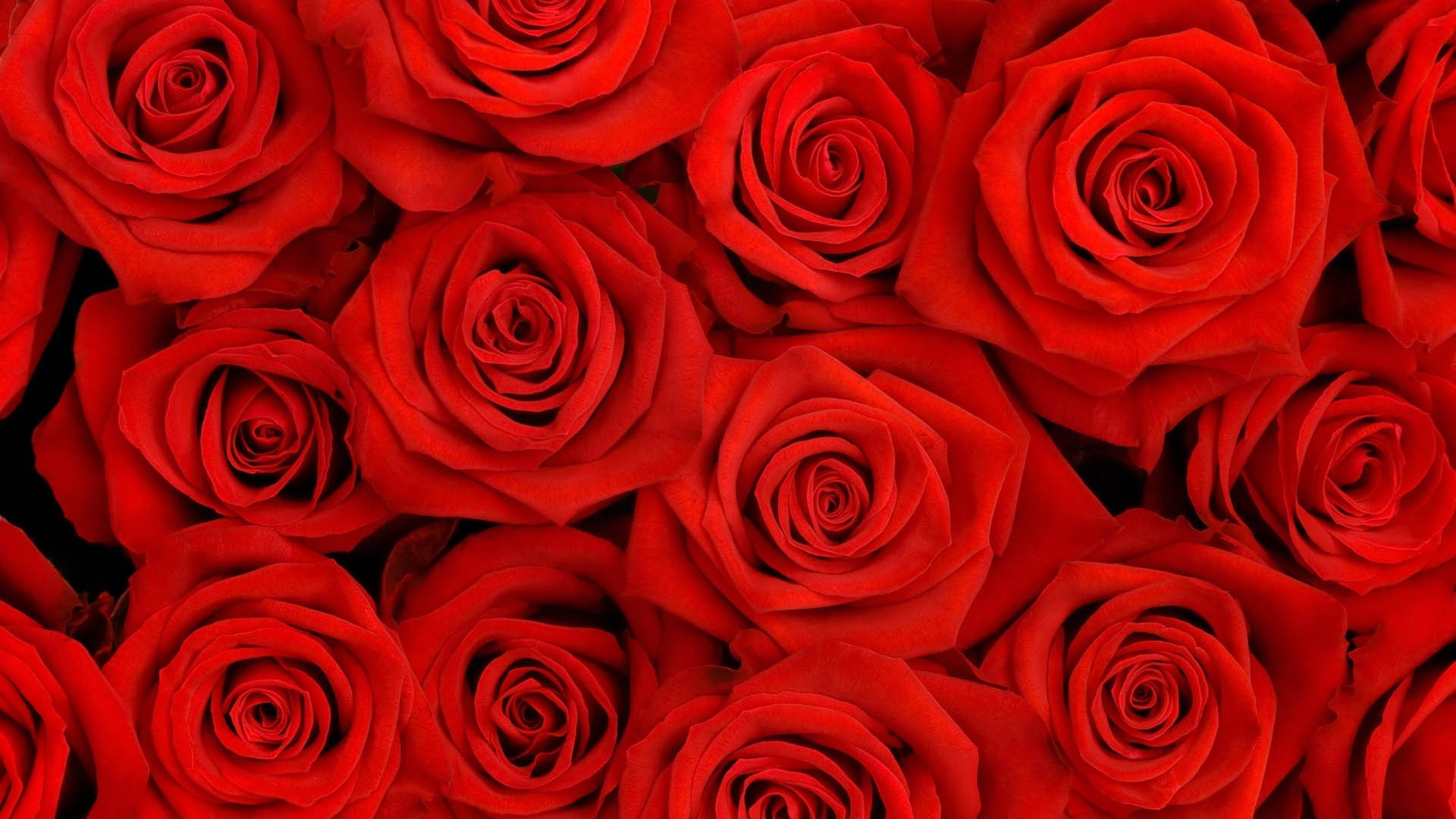 valentines day - holiday, bunch of flowers, rose, plant, red, vulnerability, petal, positive emotion, flower head, fragility, 1080P, beauty in nature, HD Wallpaper