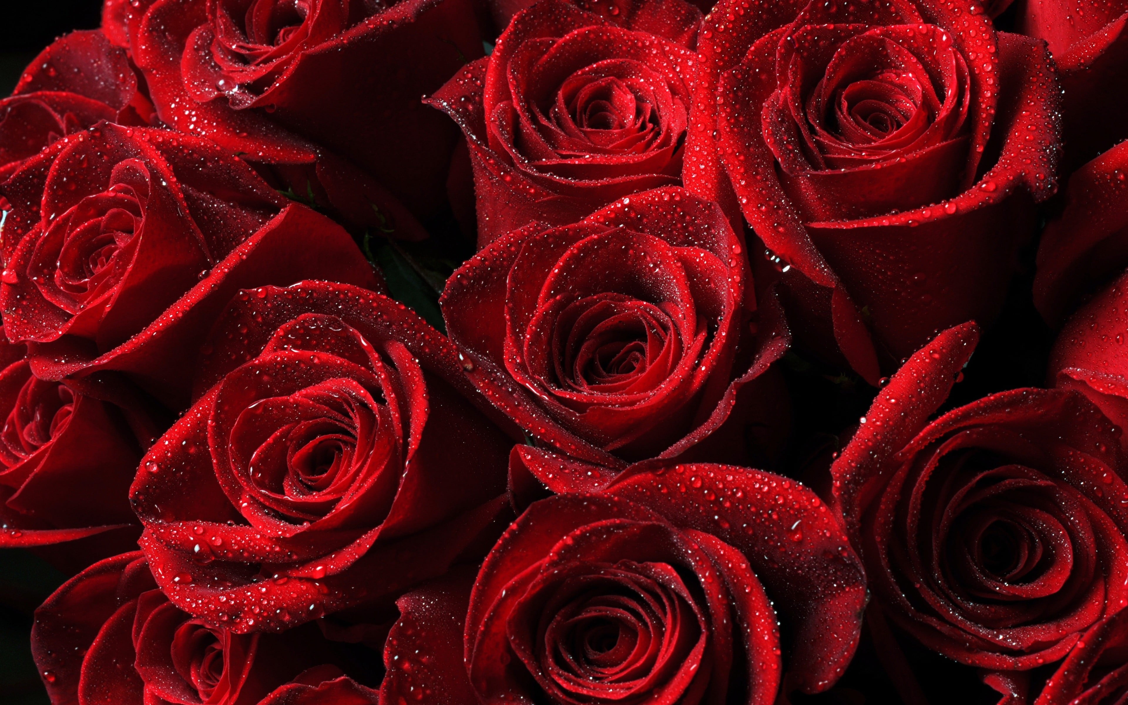 abundance, nature, fragility, plant, vulnerability, flower arrangement, beauty in nature, full frame, no people, rose - flower, rose, softness, flowering plant, HD Wallpaper