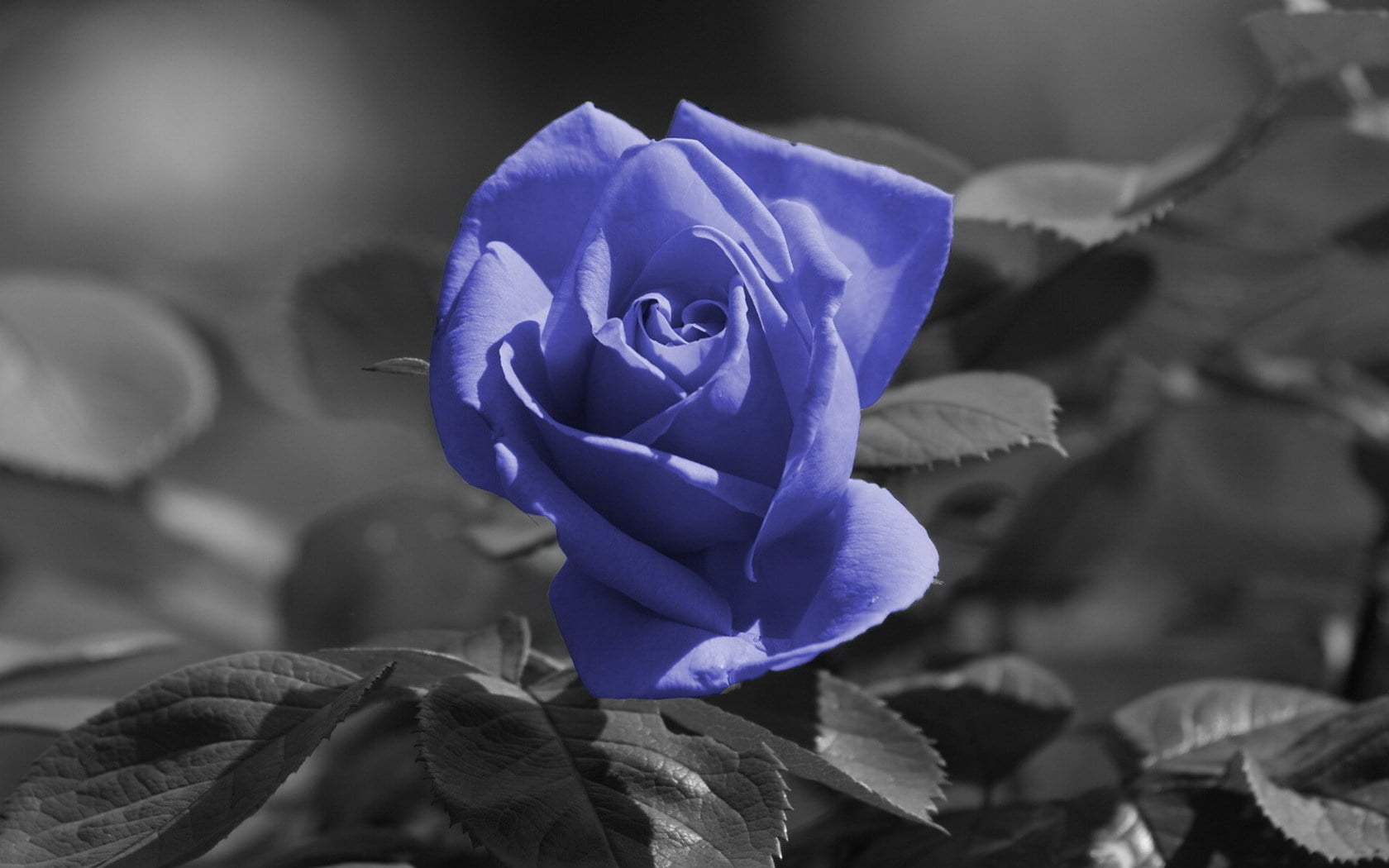backgrounds, vulnerability, green Color, close-up, fragility, 720P, blue, inflorescence, petal, plant, springtime, freshness, rose - flower, macro, beauty In Nature, HD Wallpaper