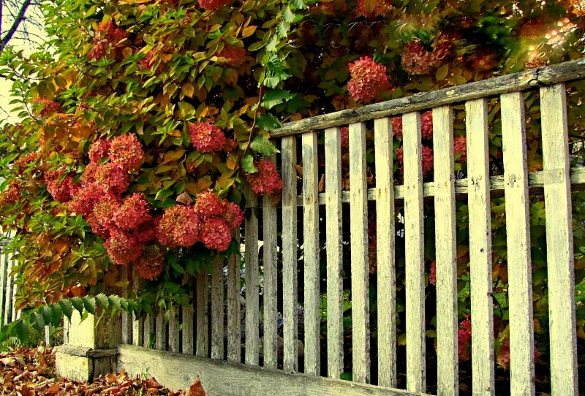 fence, flowers, hydrangeas, pink, 3d and abstract, pink hydrangeas, 1080P, HD Wallpaper