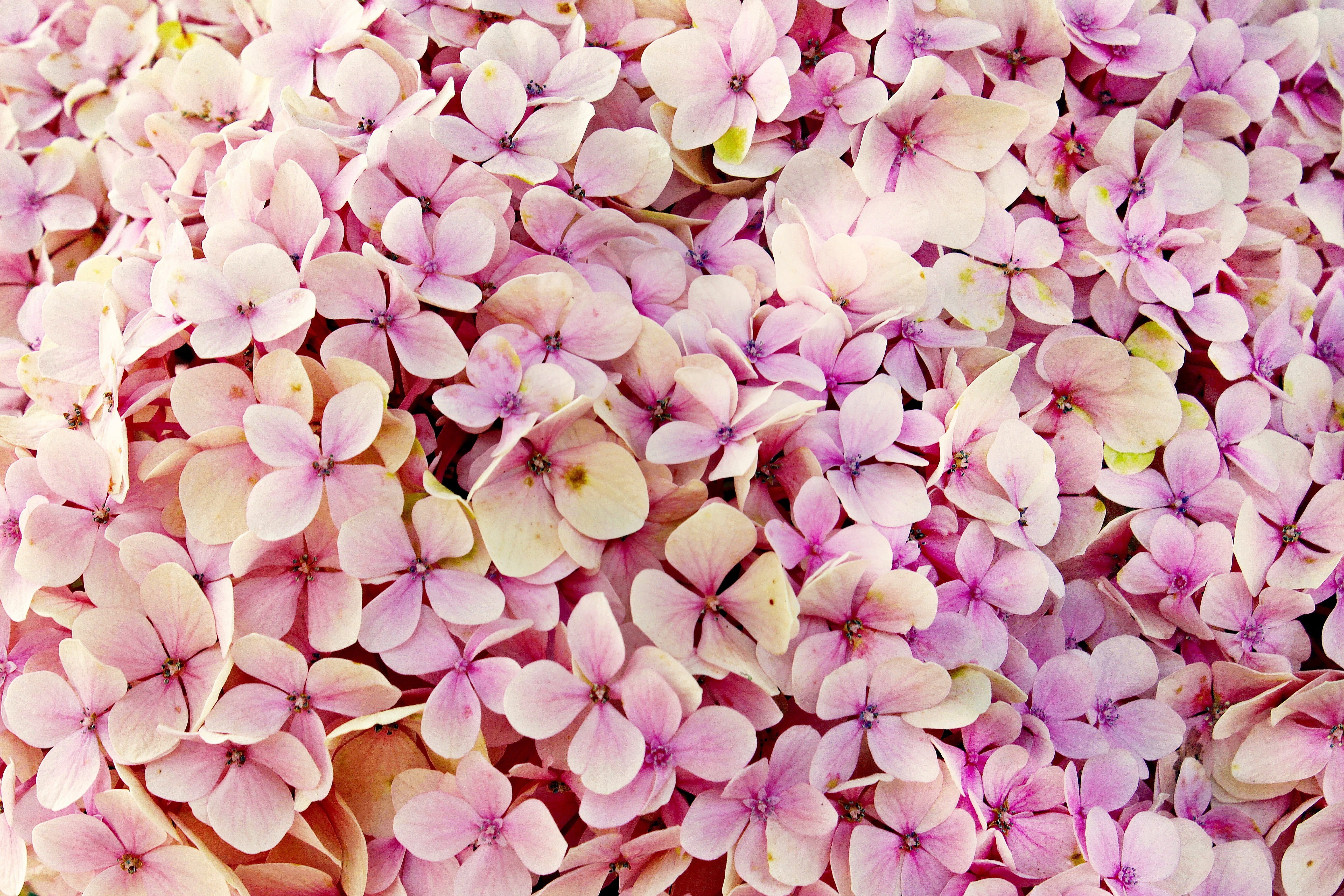 texture, hydrangea flower, flowerbed, tender, pink color, hydrangea, high angle view, flower, pink, close-up, petal, large group of objects, fragility, HD Wallpaper