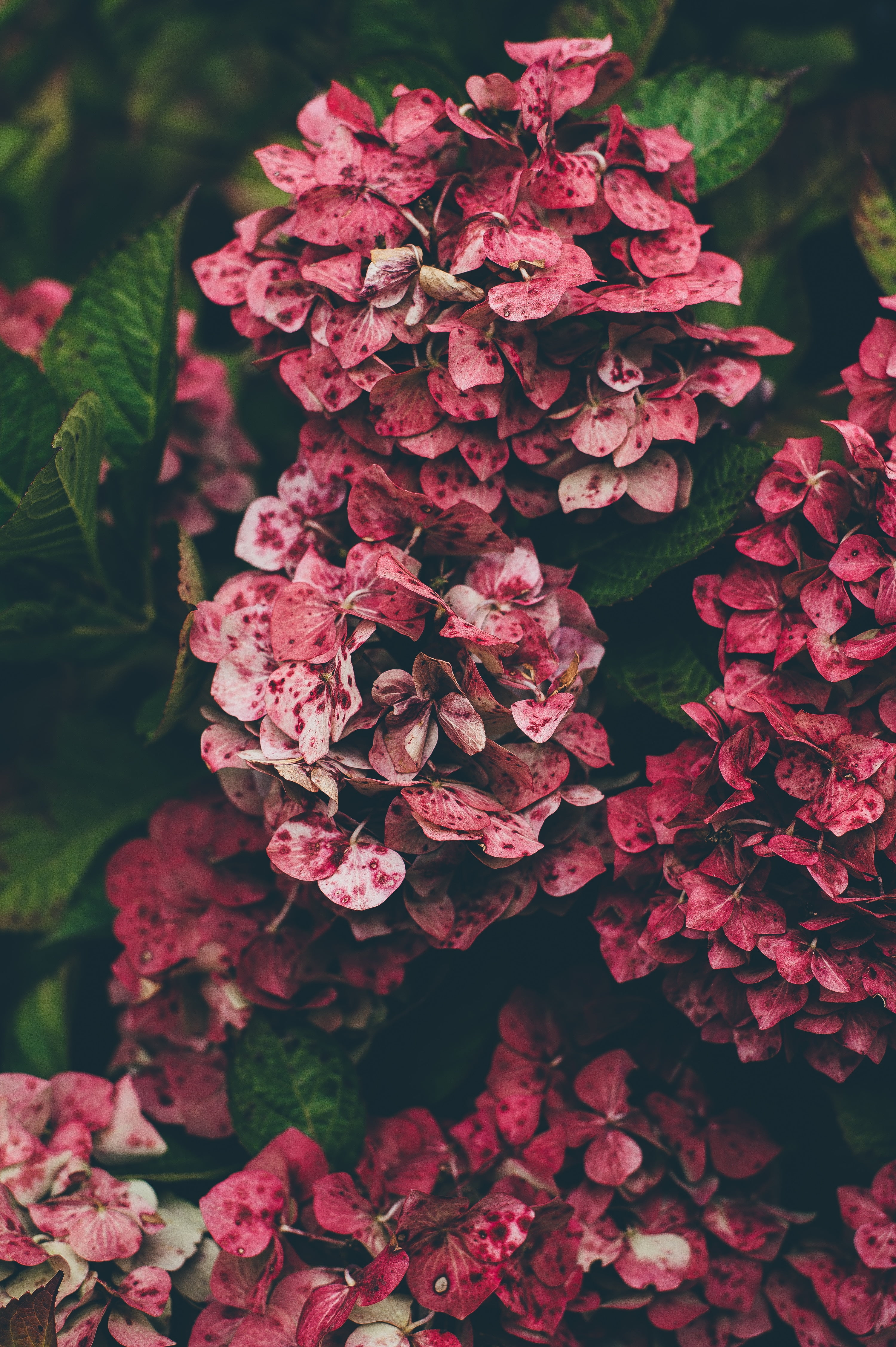 springtime, pattern, beauty In Nature, petal, day, plant part, summer, pink Color, backgrounds, flowering plant, freshness, vulnerability, red, plant, hydrangeas, Phone HD Wallpaper