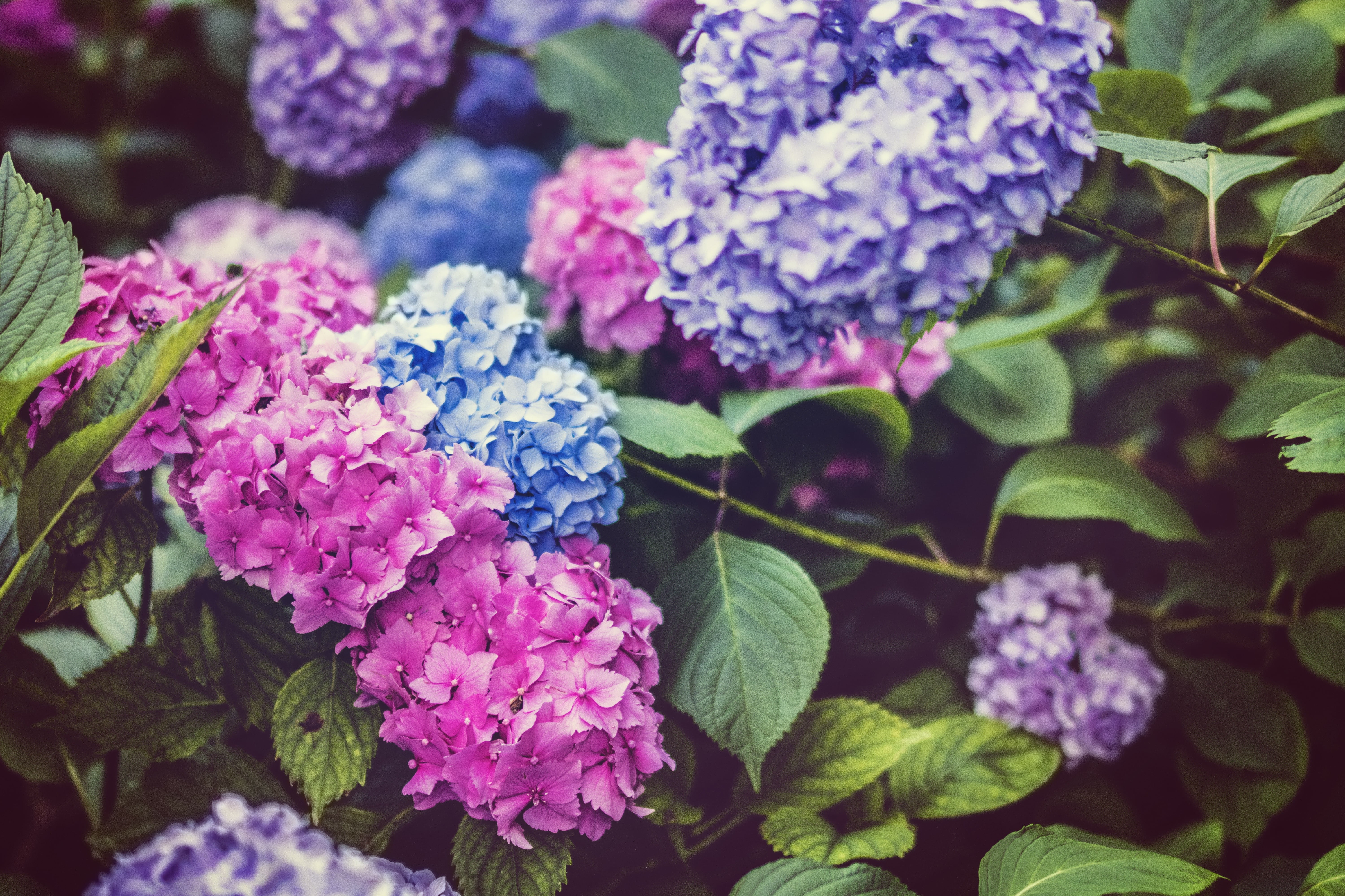 leaf, beauty in nature, hydrangea, growth, petal, purple, 5K, close-up, no people, freshness, flowering plant, flower head, plant part, pink color, day, HD Wallpaper