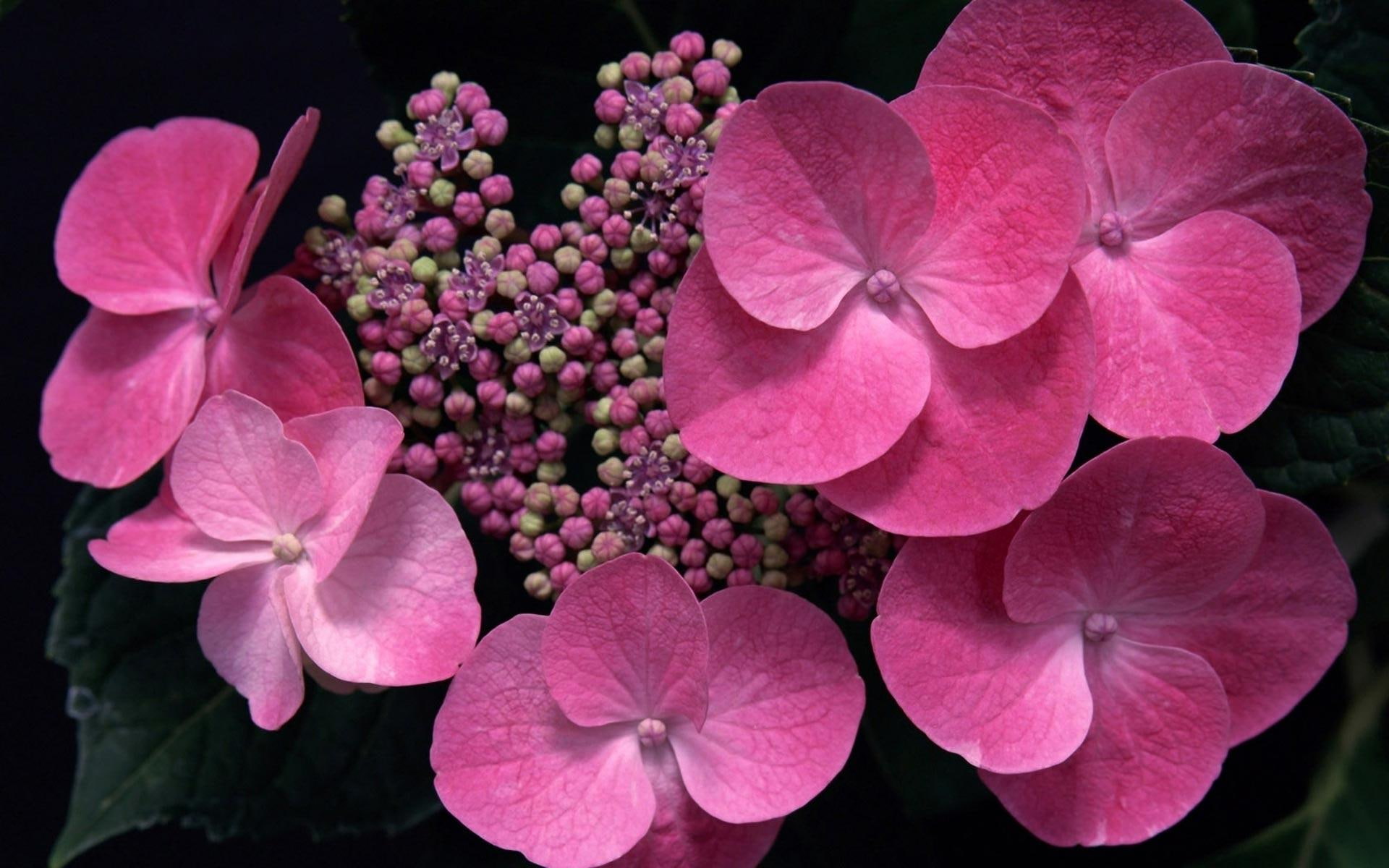 hydrangea, lacecap, pink, lovely, 1080P, nature, nature and landscapes, flowers, HD Wallpaper