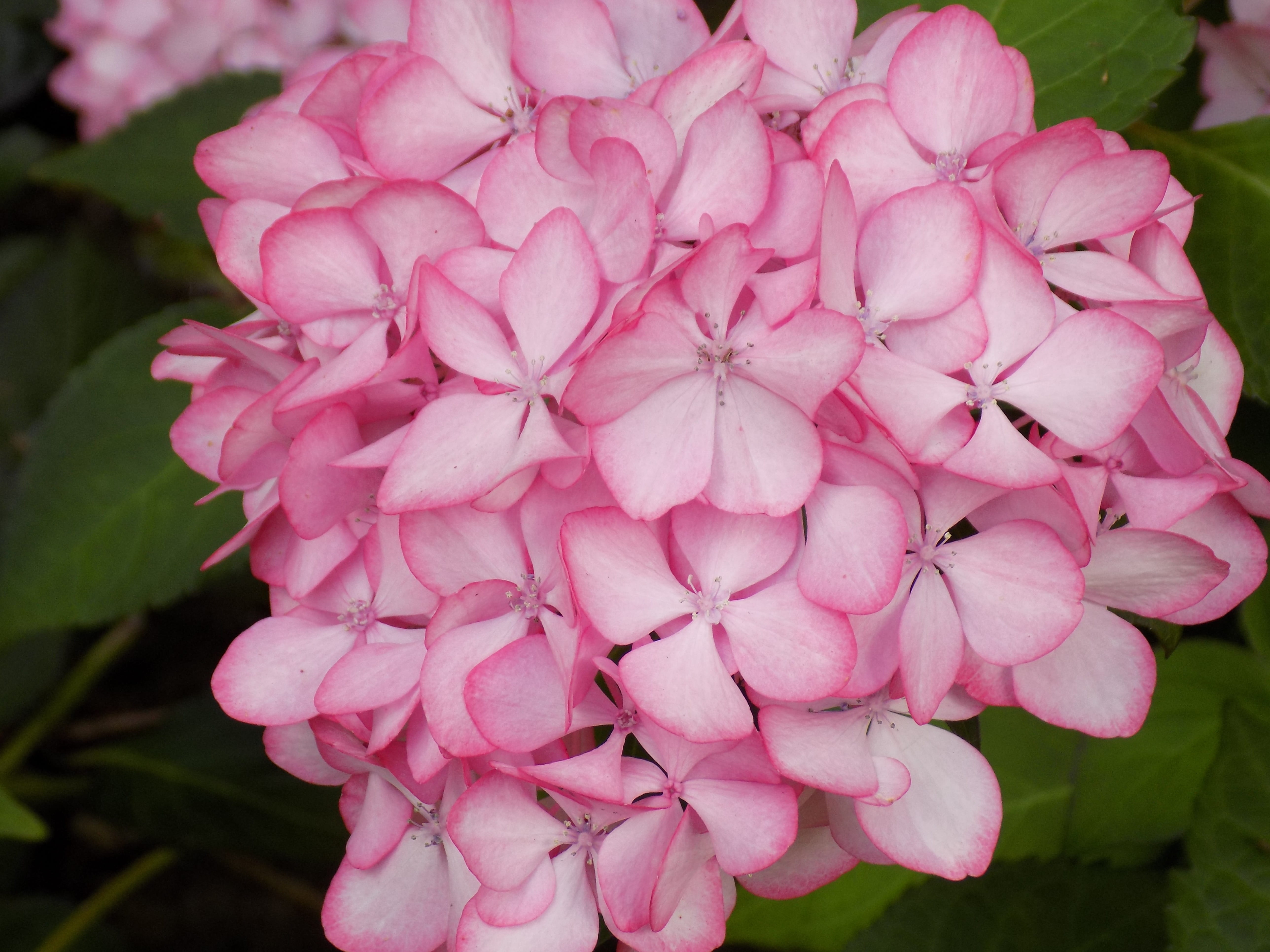 bloom, no people, close-up, flower head, fragility, beauty in nature, day, lilac, pink color, freshness, nature, plant, flower, hydrangea, inflorescence, HD Wallpaper