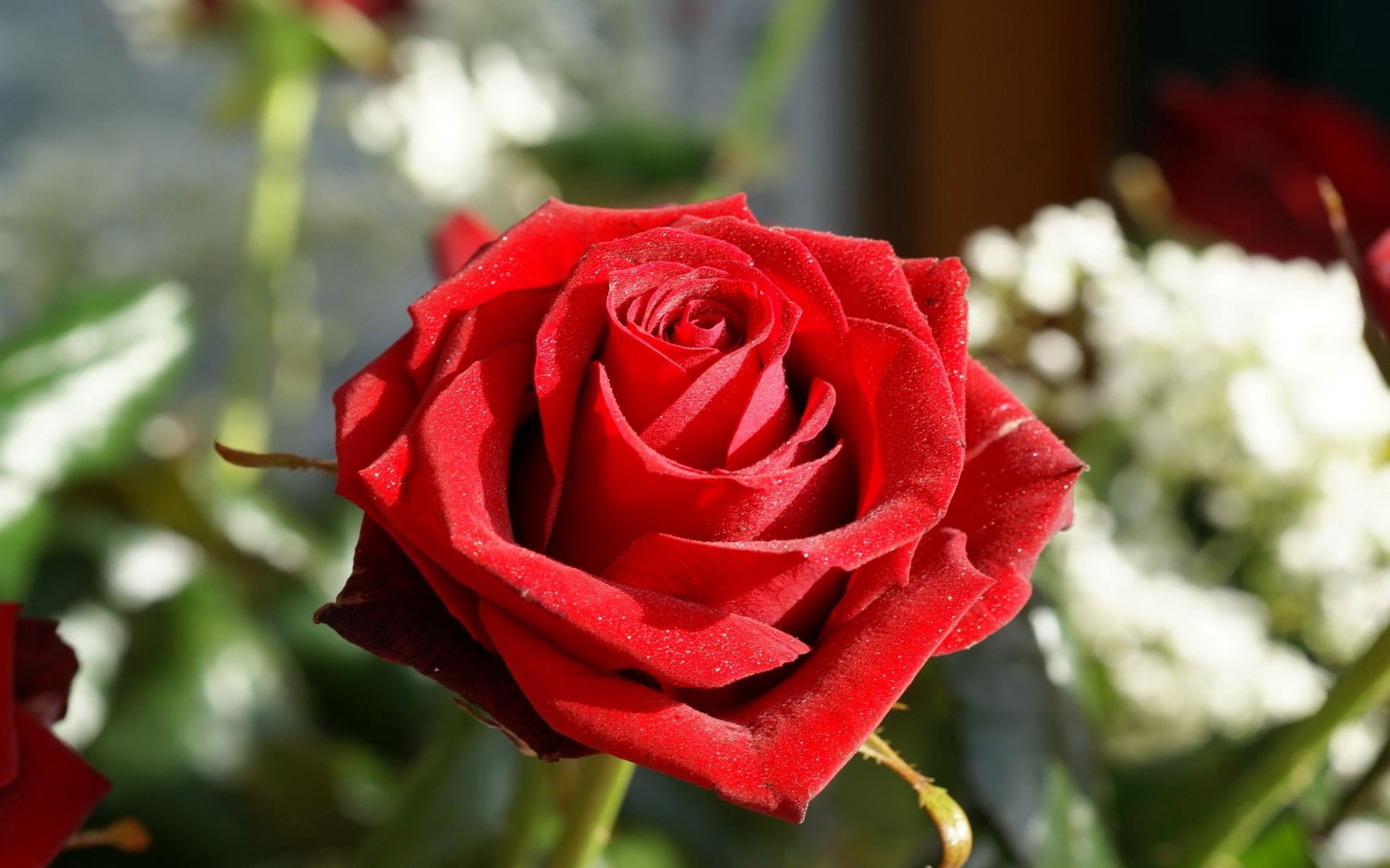valentines Day - Holiday, growth, decoration, close-up, 1080P, freshness, beauty In Nature, vulnerability, flower Head, bud, red, bouquet, summer, fragility, HD Wallpaper