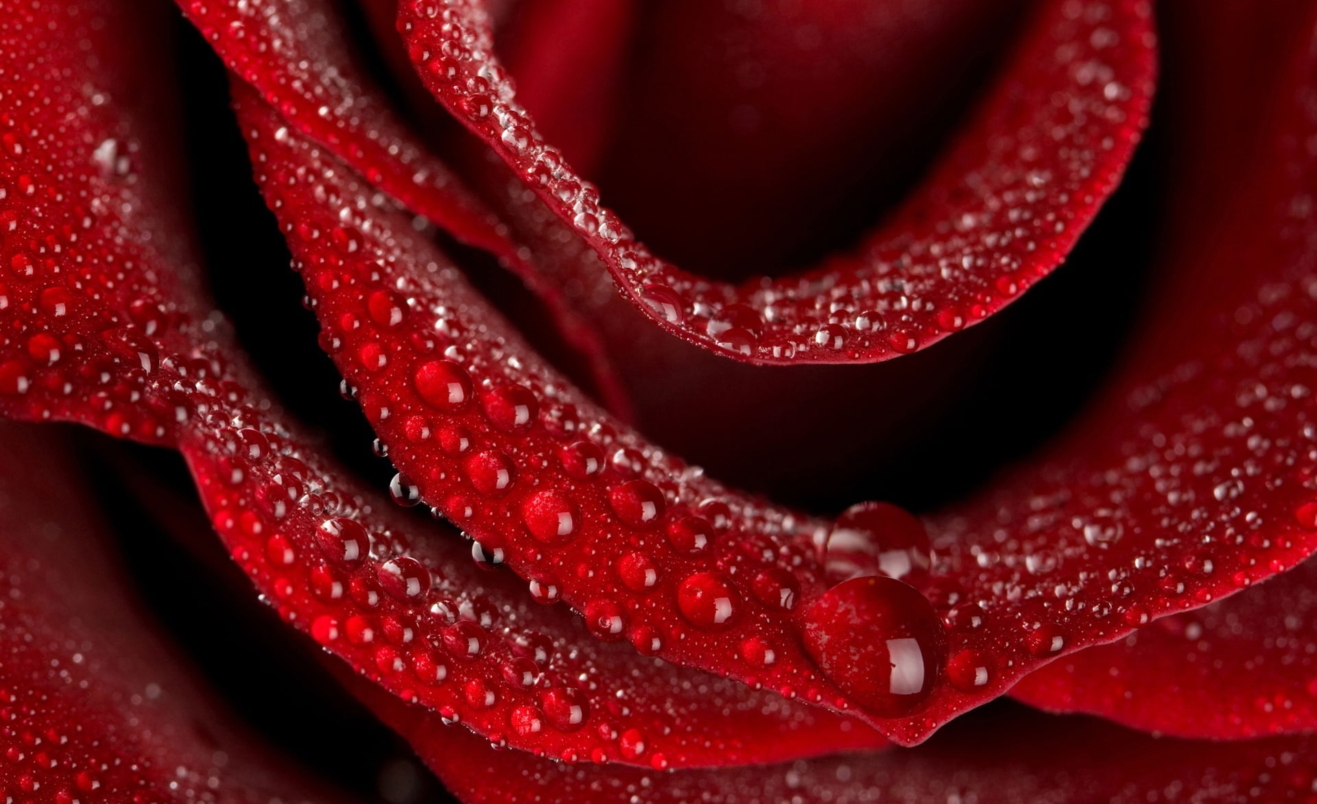 Rose, vulnerability, Velvety, full frame, flower, drop, water, close-up, no people, flowering plant, Flowers, freshness, 1080P, red, inflorescence, petal, HD Wallpaper