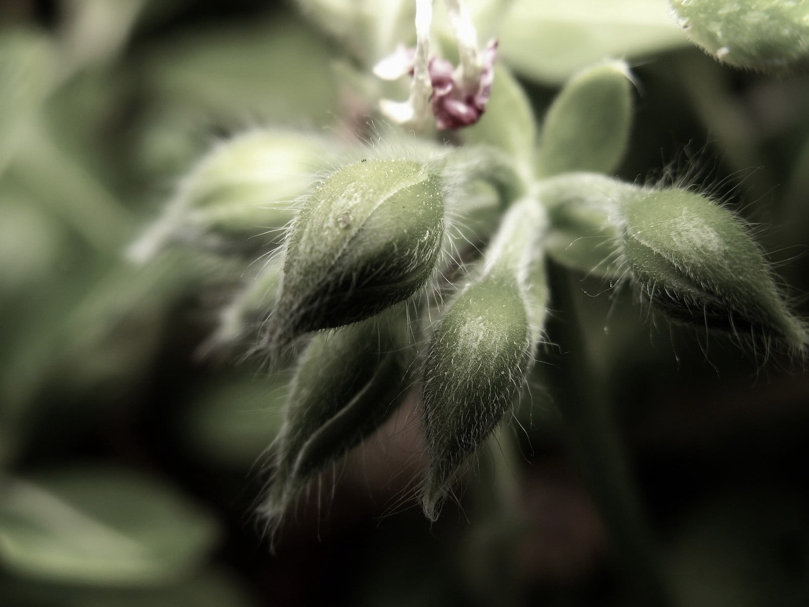vulnerability, flower, flower head, tranquility, flowering, growth, beginnings, green color, green, selective focus, outdoors, nature, softness, velvety, HD Wallpaper