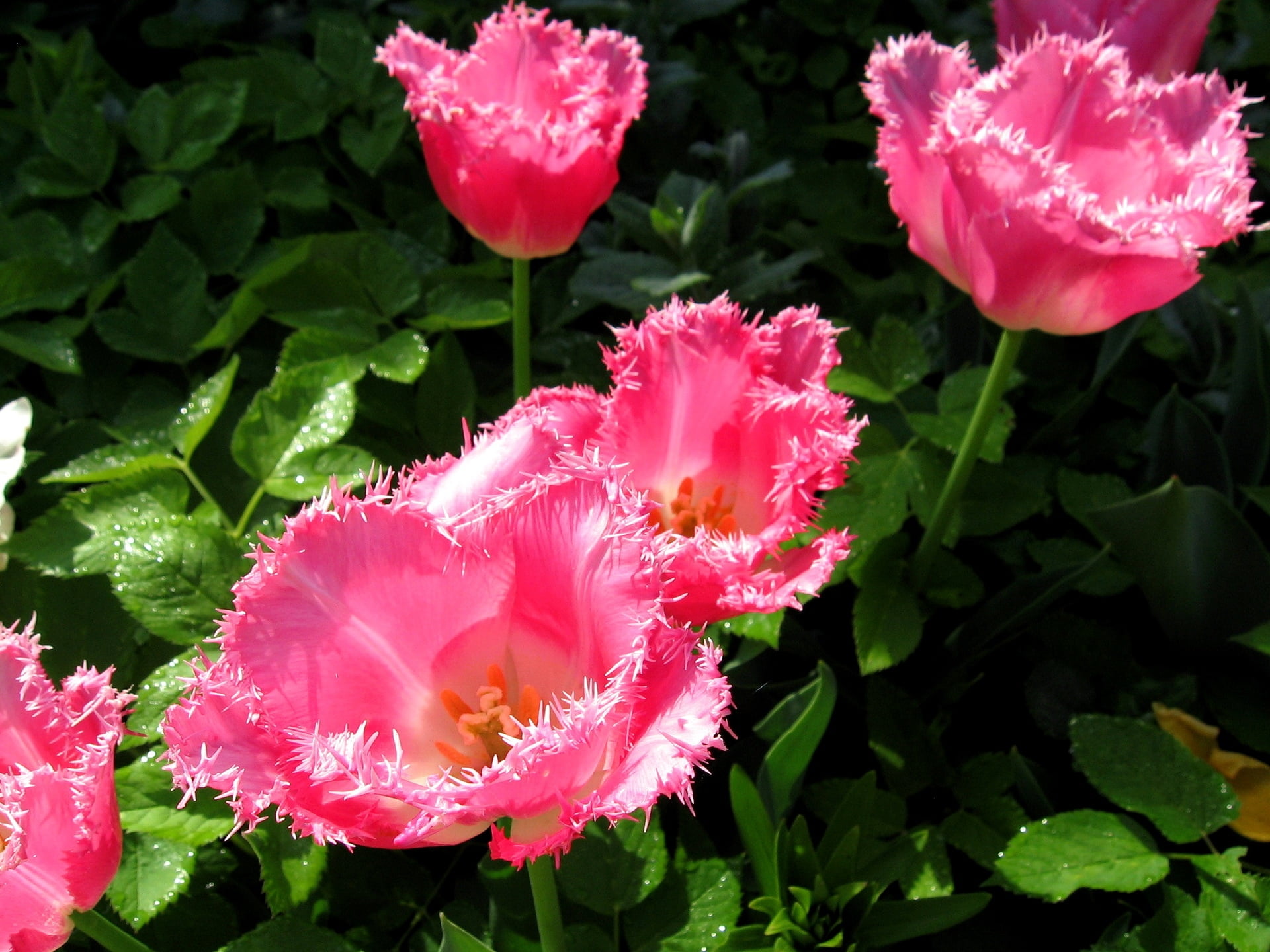 plant, flower, flowering plant, drop, no people, pink, day, freshness, petal, drops, inflorescence, leaf, flowing, flower head, growth, sunny, fragility, HD Wallpaper