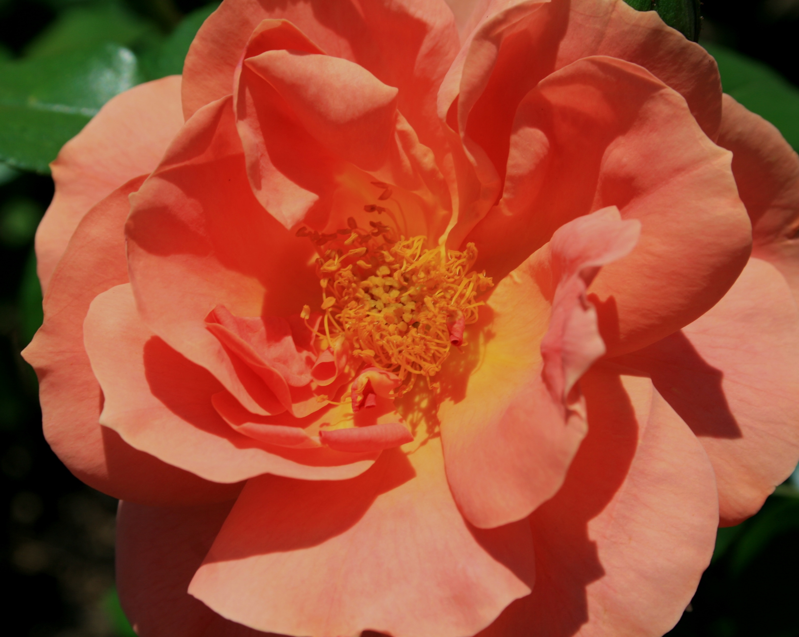 rose, fragility, flower head, centre, outdoors, garden, apricot, 2K, day, red, nature, focus on foreground, flower, soft, springtime, petal, pollen, pink-orange, HD Wallpaper