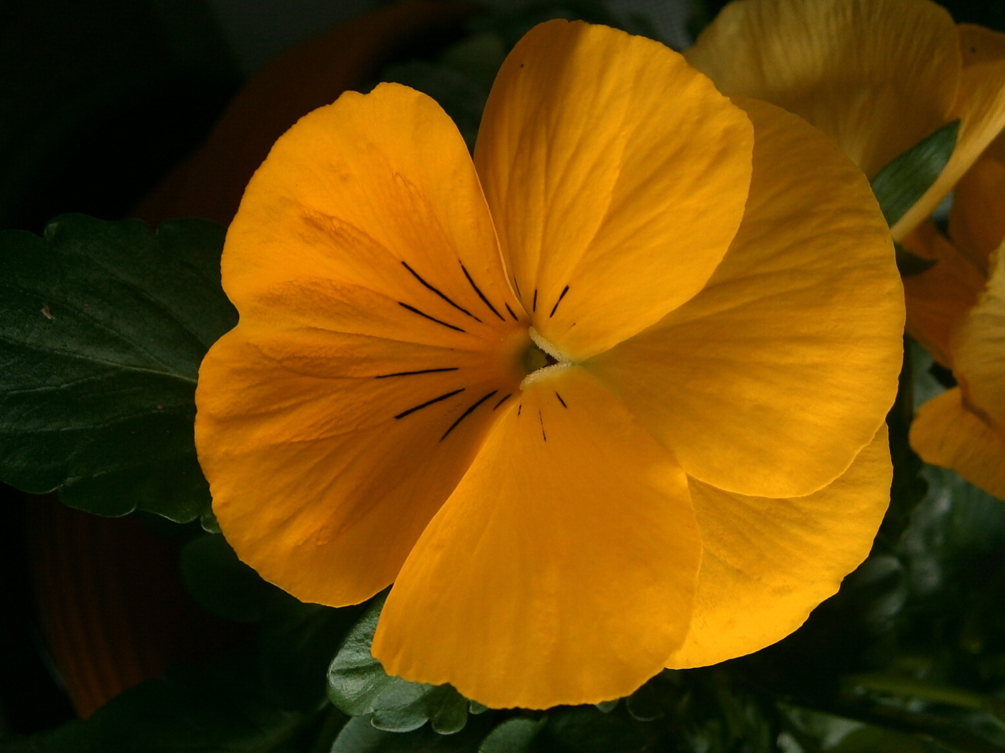 yellow, freshness, focus on foreground, pansy, growth, blossom, flowering plant, fragility, nature, no people, orange color, inflorescence, petals, flower head, HD Wallpaper