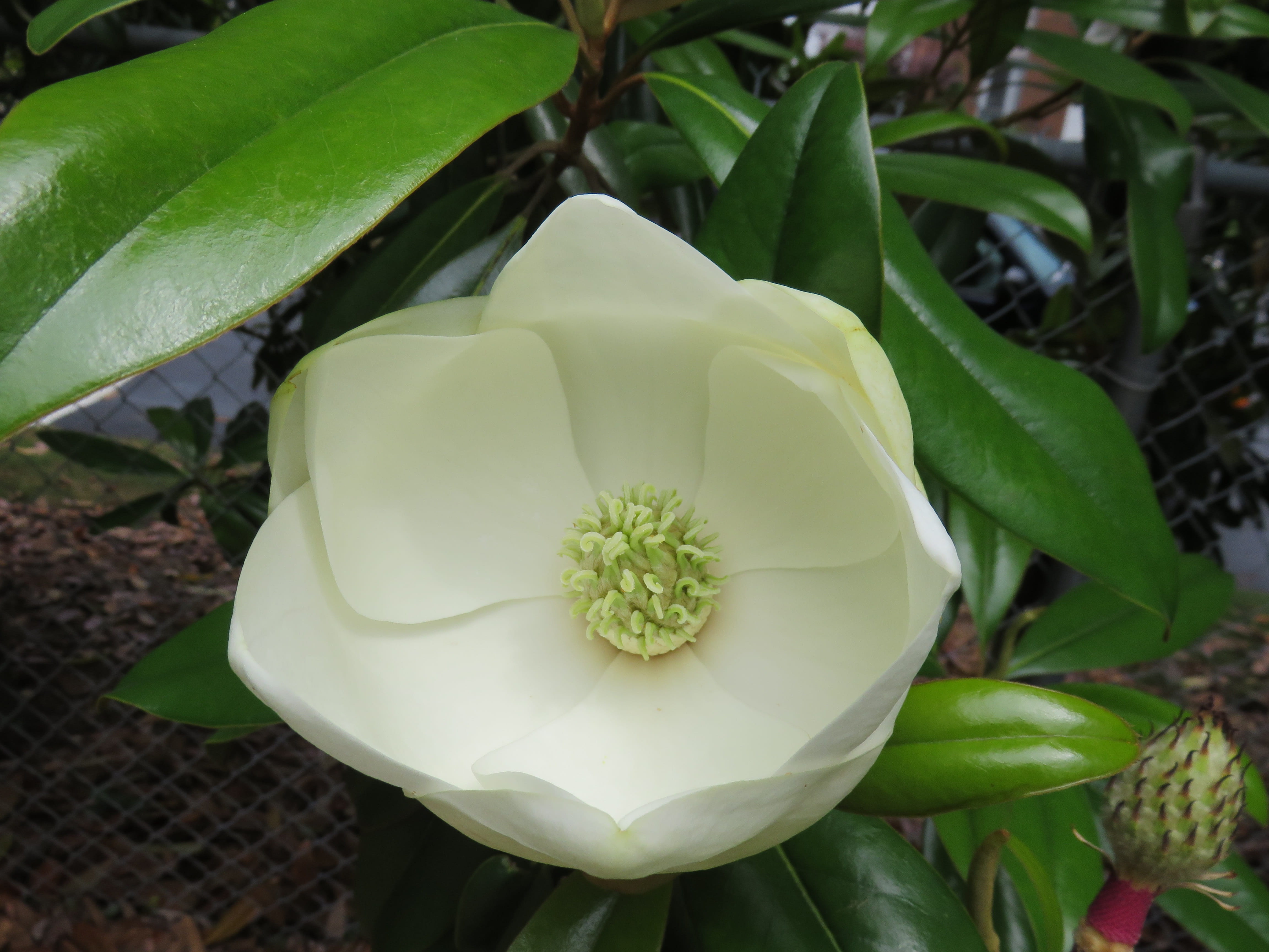 plant part, freshness, bud, green, close-up, petal, day, outdoors, summer, season, white color, flora, garden, magnolia, vulnerability, leaves, flower head, HD Wallpaper