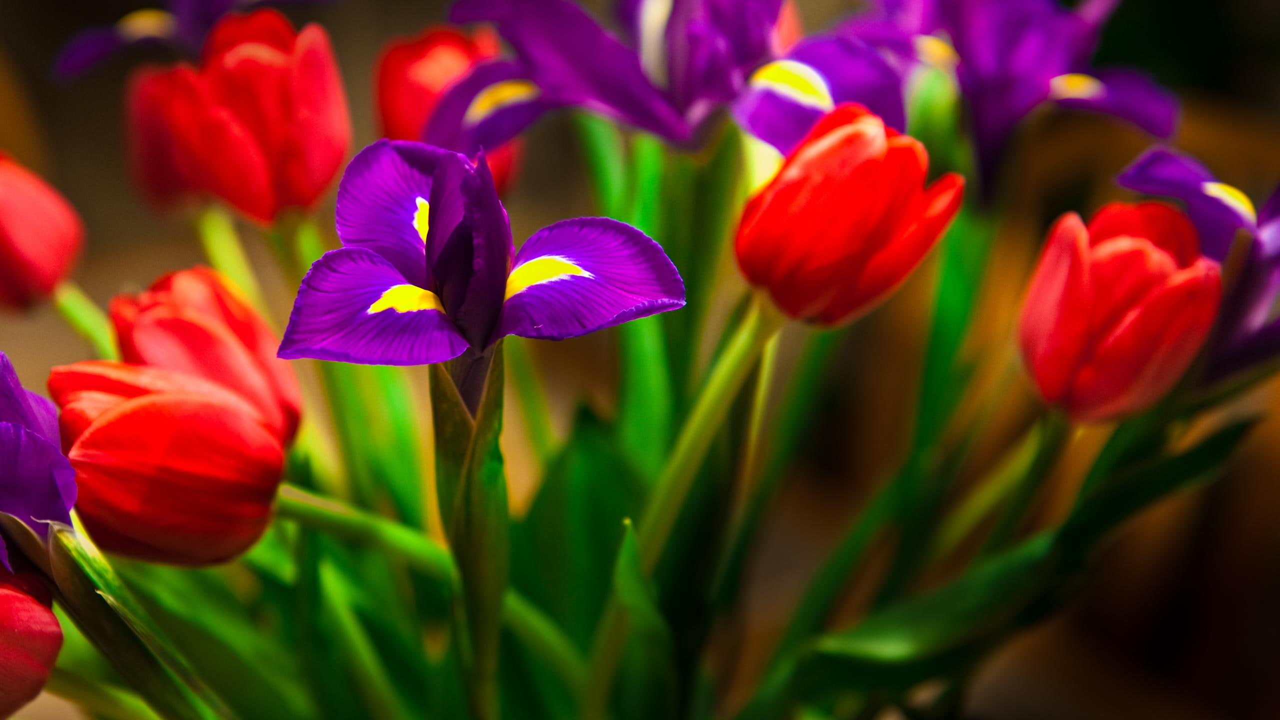 3d and abstract, rose, 2K, roses, flowers, HD Wallpaper