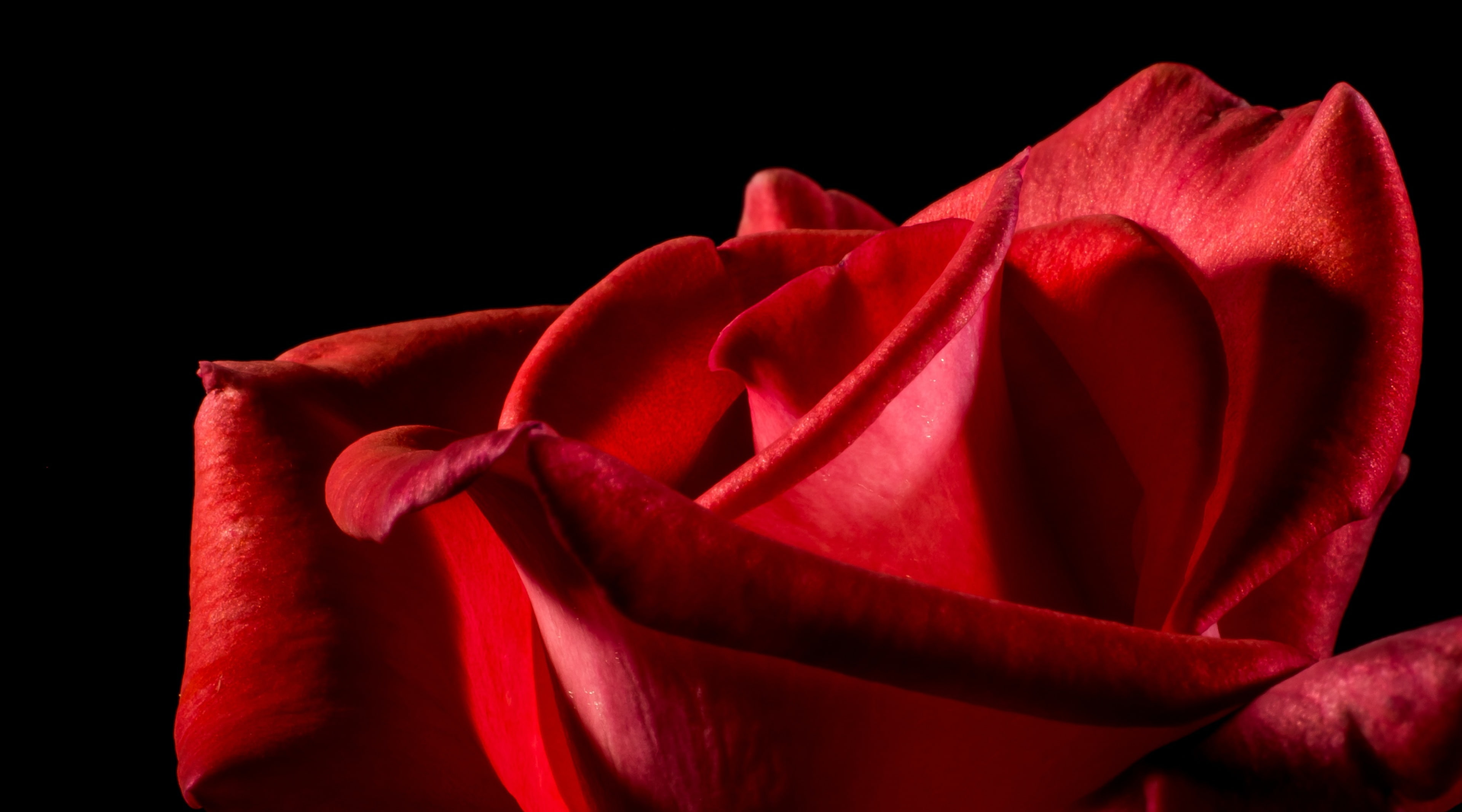 black, Valentines Day, Blossom, Flower, black background, petal, redrose, Rose, close-up, emotion, red, background, single, nature, valentines day - holiday, HD Wallpaper