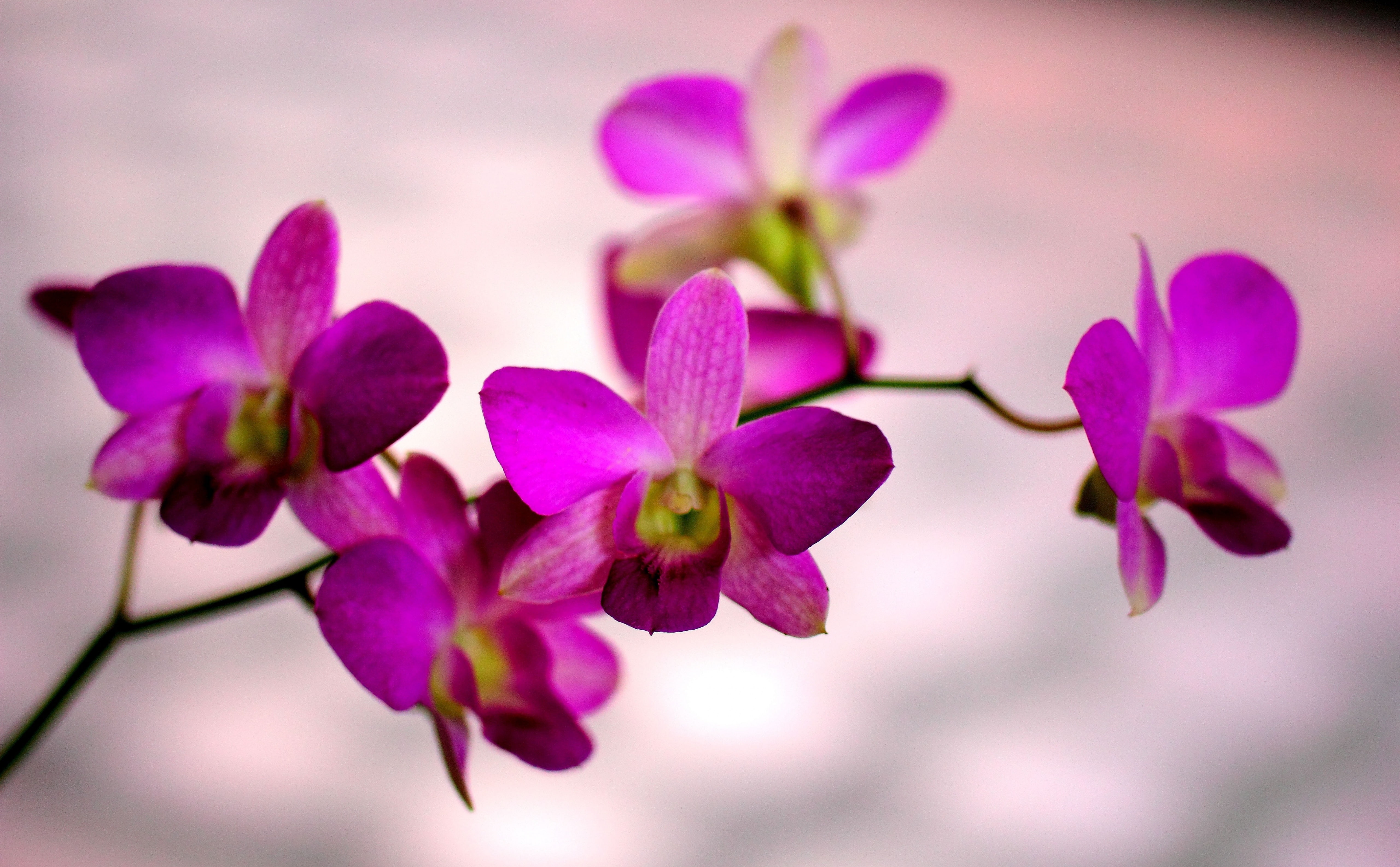 inflorescence, Color, flowering plant, pink color, Purple, fragility, Orchid, 5K, growth, Pink, Petal, Decoration, purpleflower, close-up, vulnerability, HD Wallpaper