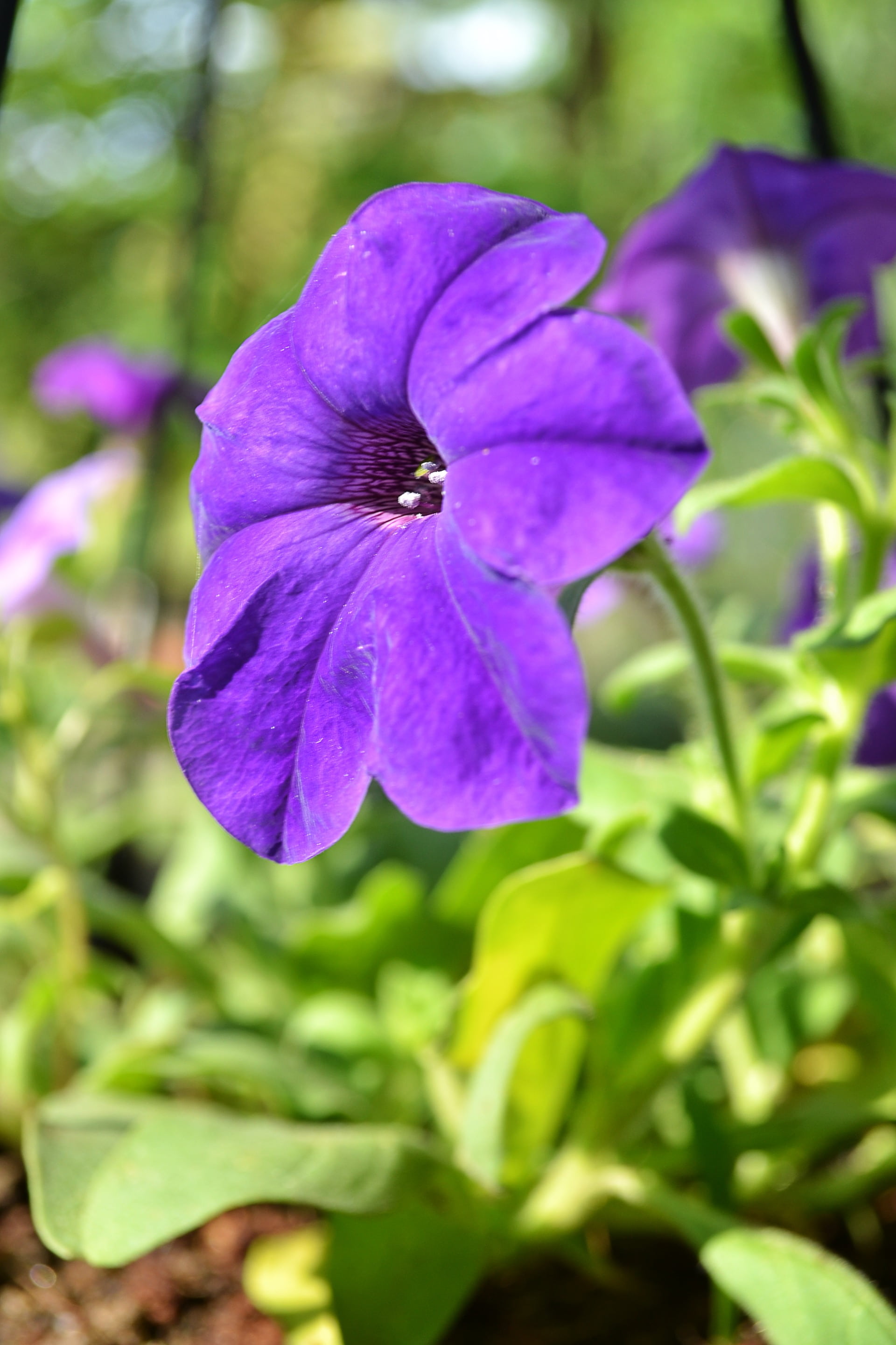 purple, growth, plant, flower, vulnerability, focus on foreground, 2K, flowers, mawanella, purpleflower, sri lanka, flower head, selective focus, plant part, Phone HD Wallpaper