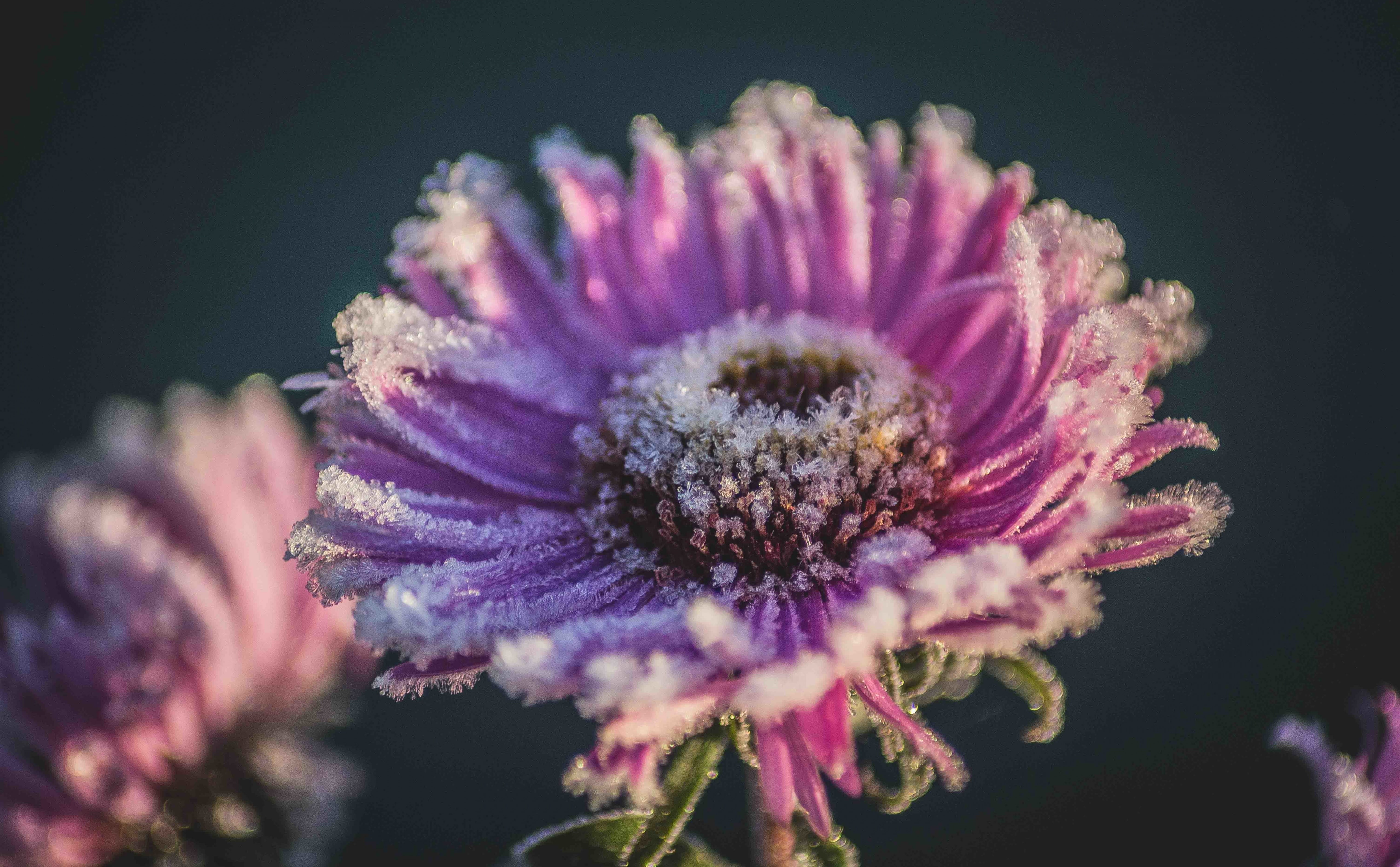 Autumn, 5K, Frozen, Flowers, Beautiful, Macro, Nature, purpleflower, flower, HD Wallpaper