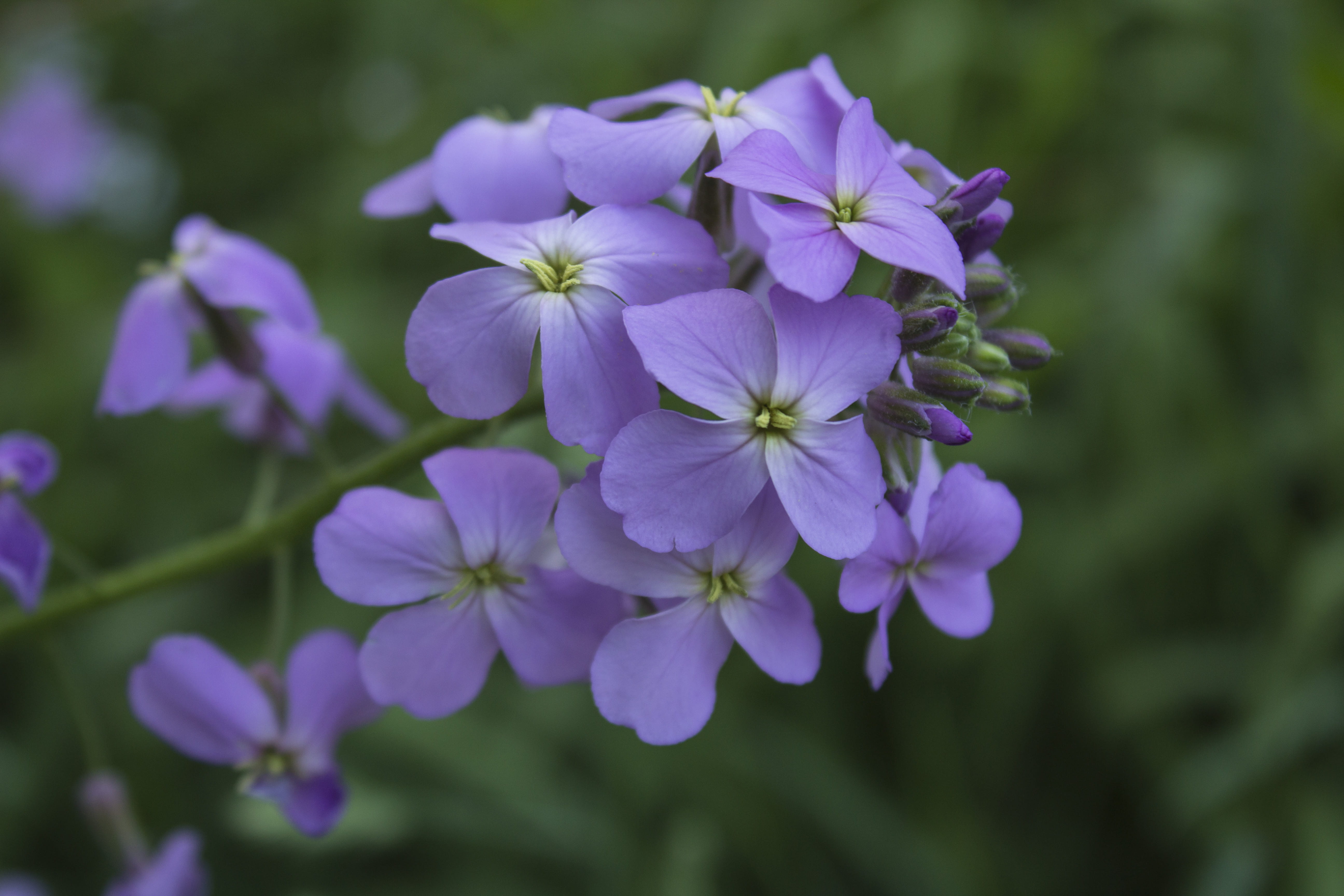 flowes, outdoors, selective focus, flowering plant, bunch of flowers, flower head, purple, beauty in nature, freshness, 5K, purpleflowers, plant, nature, HD Wallpaper