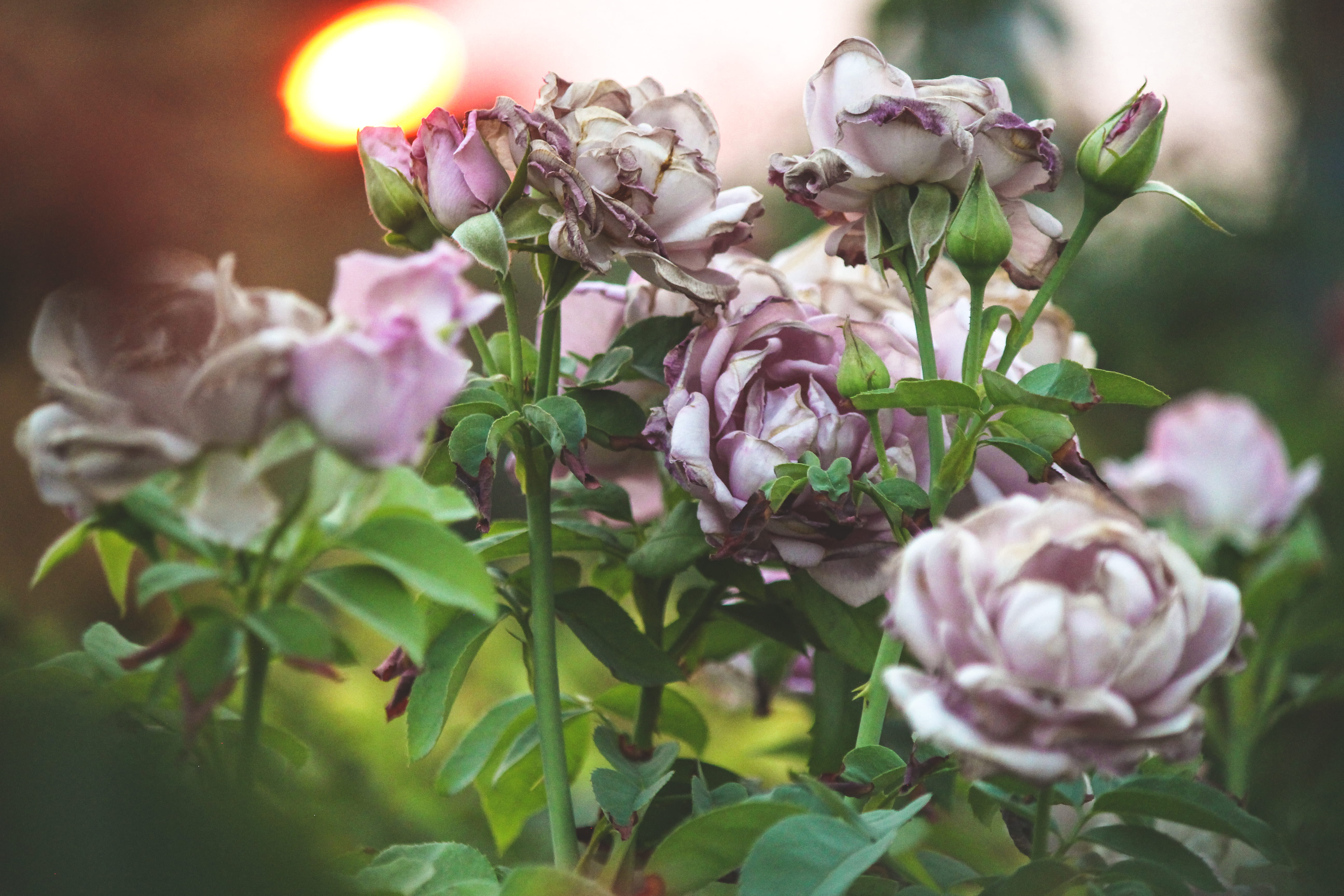 softness, vulnerability, no people, focus on foreground, beauty in nature, fragility, leaf, flower head, roses, freshness, sun, inflorescence, united states, HD Wallpaper