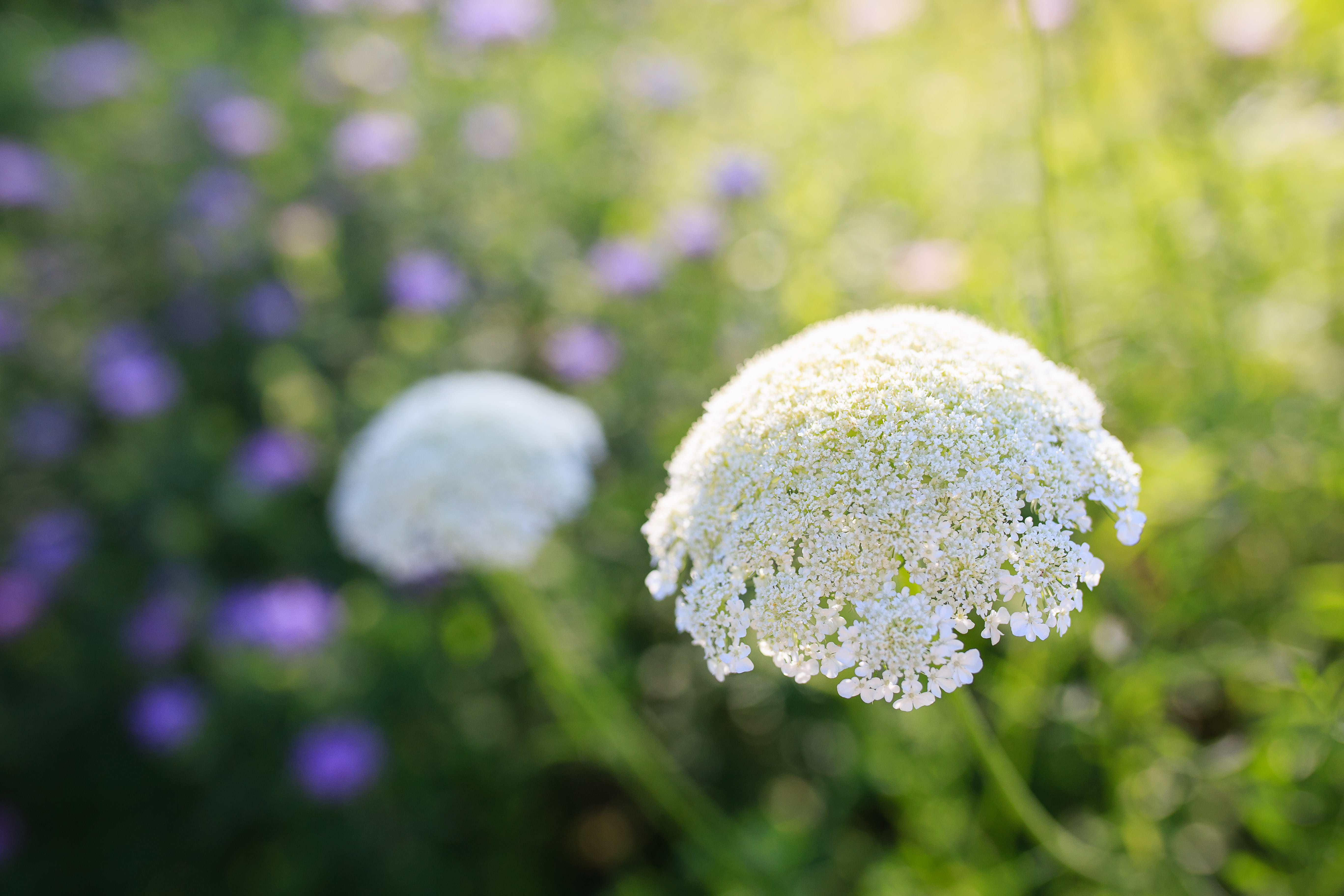 vegetable, united states, growth, purpleflowers, green color, land, outdoors, day, beauty in nature, focus on foreground, vulnerability, flower head, flowering plant, HD Wallpaper