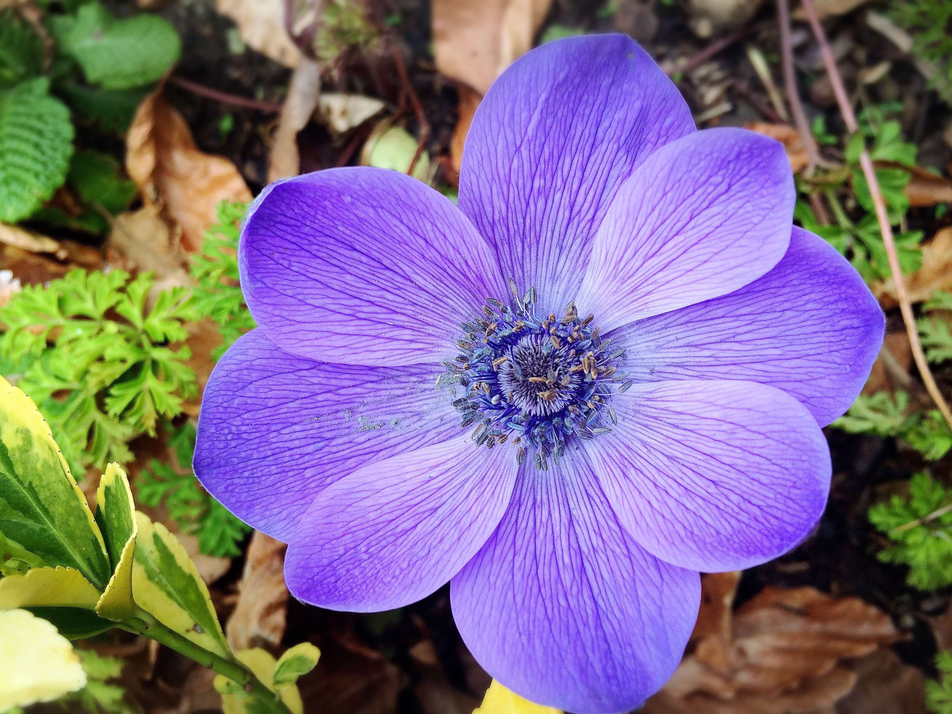 flowering plant, focus on foreground, flower head, plant, day, nature, purple, pollen, flower, purpleflower, fragility, 2K, close-up, freshness, petal, HD Wallpaper